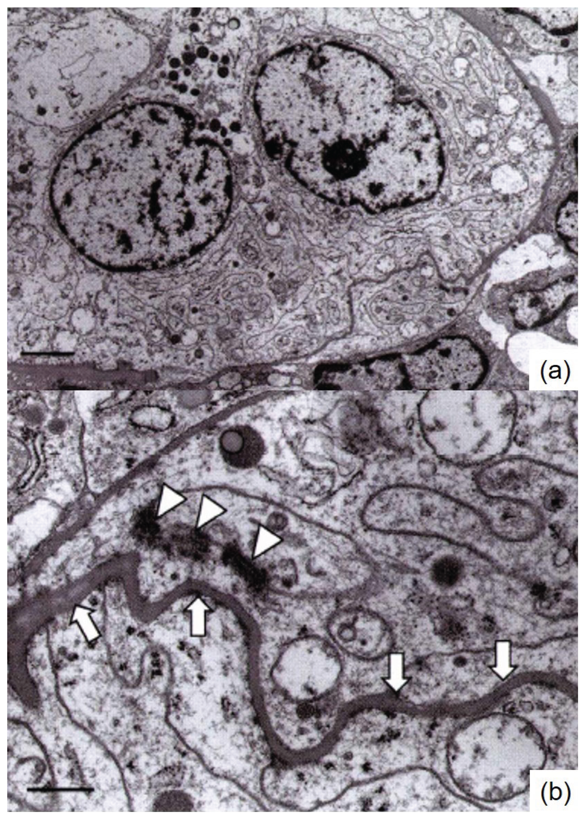 Preprints 170710 g004