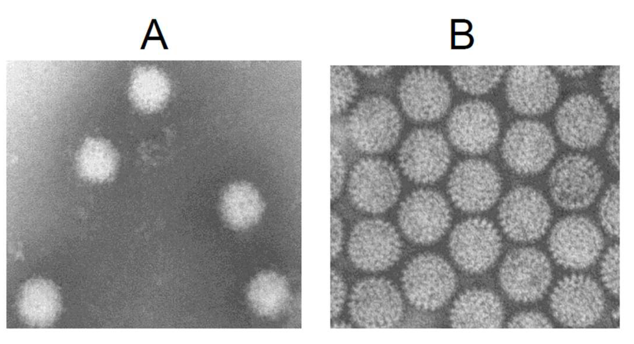 Preprints 204357 g001 Preprints 204357 g001