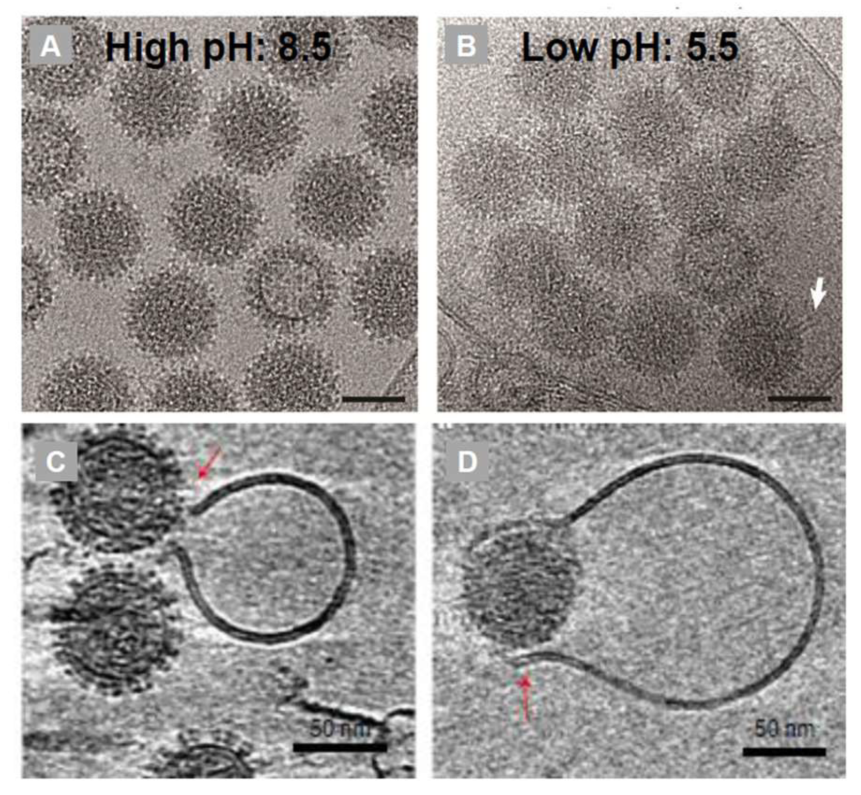 Preprints 204357 g006 Preprints 204357 g006