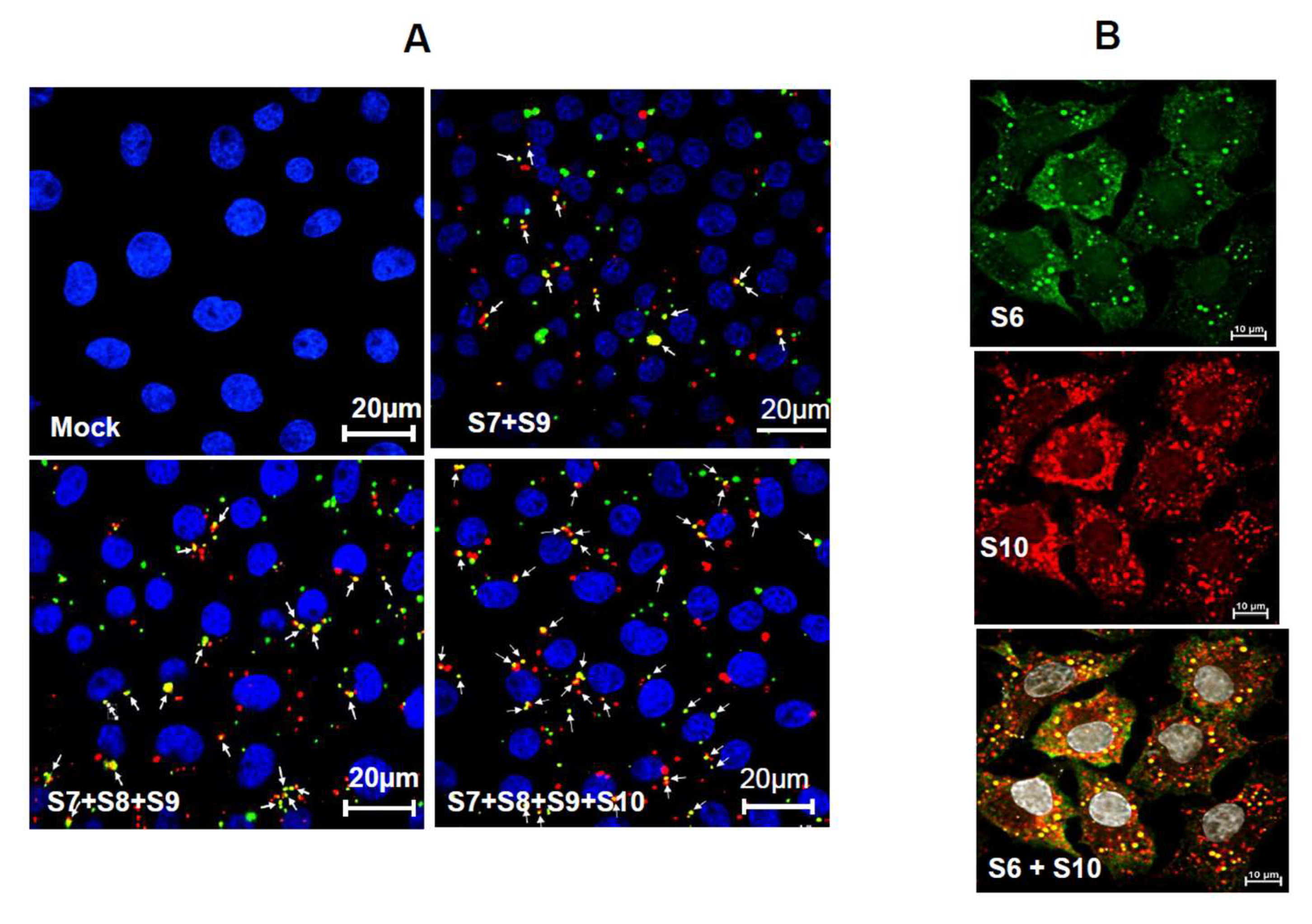 Preprints 204357 g013 Preprints 204357 g013