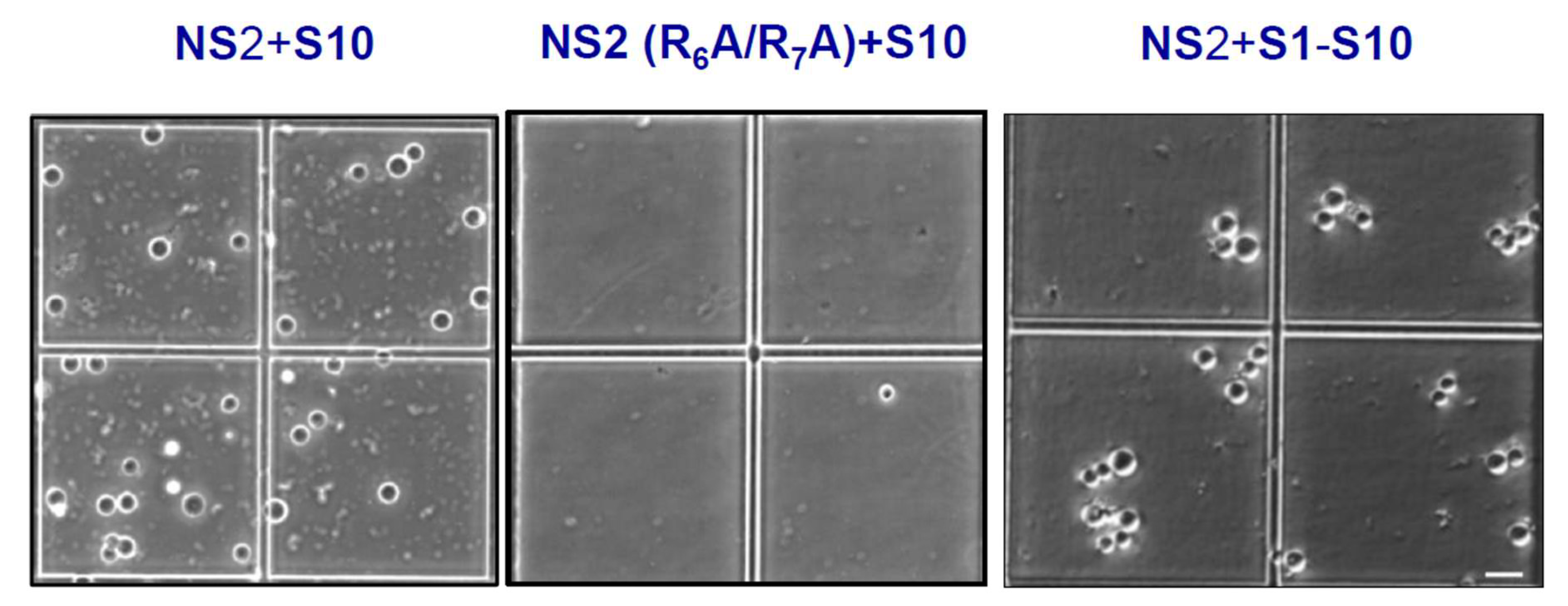 Preprints 204357 g017 Preprints 204357 g017