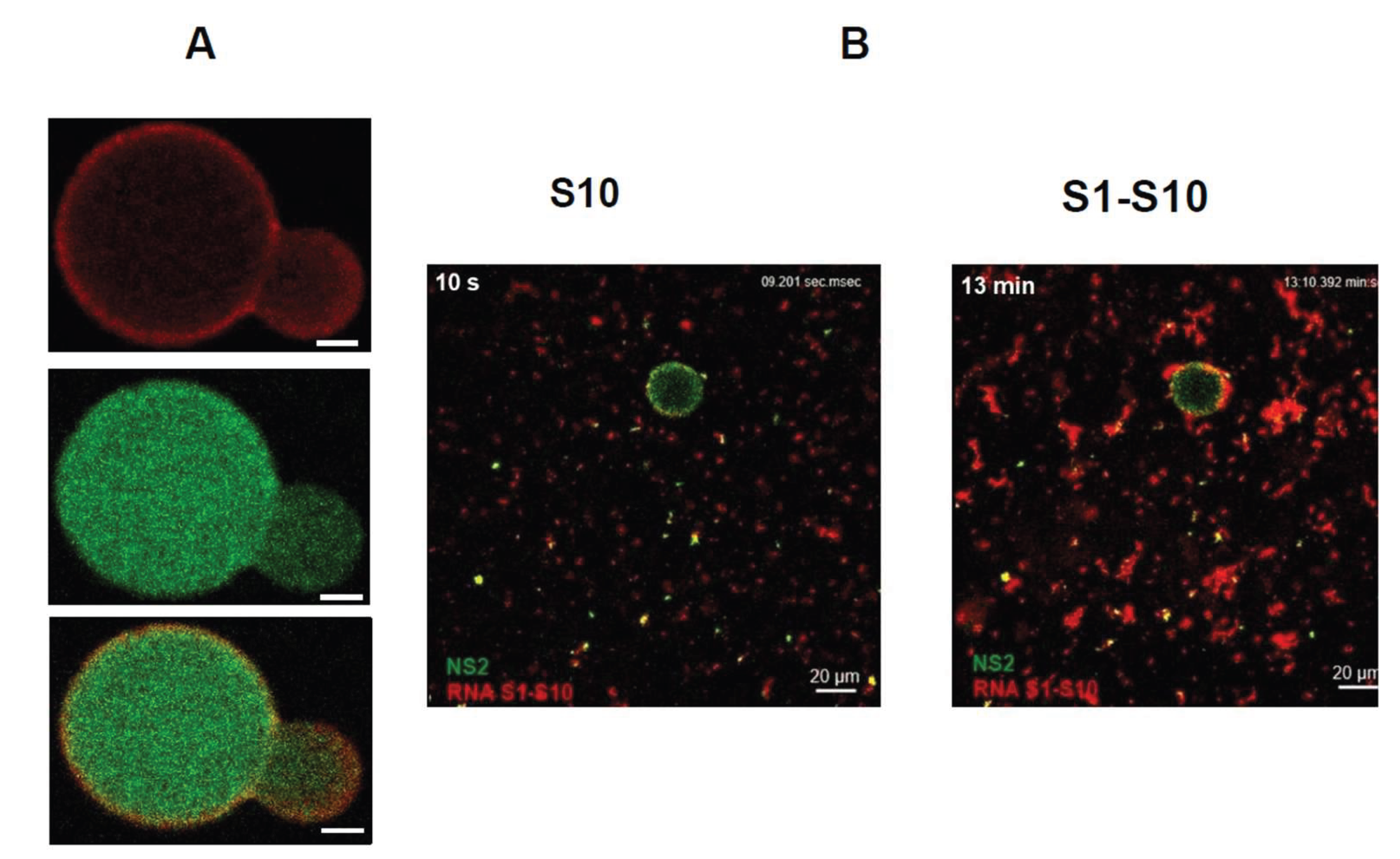 Preprints 204357 g018 Preprints 204357 g018