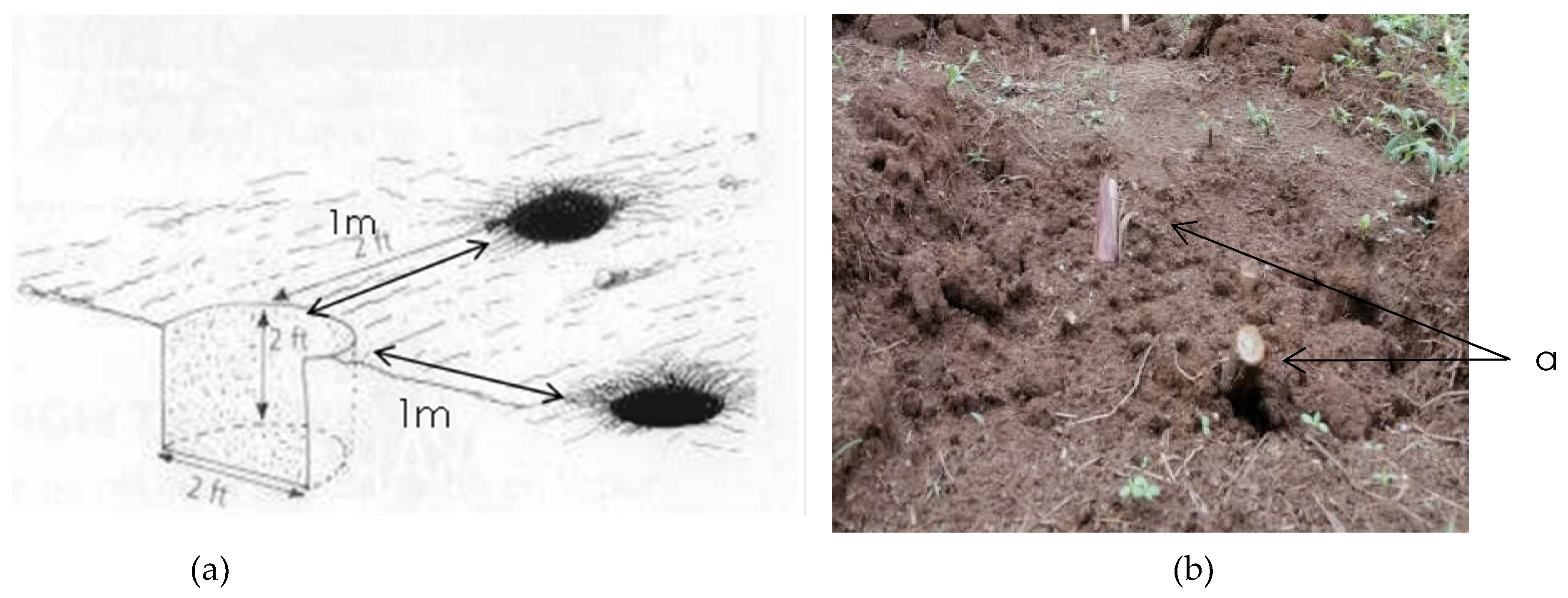 Preprints 70896 g002