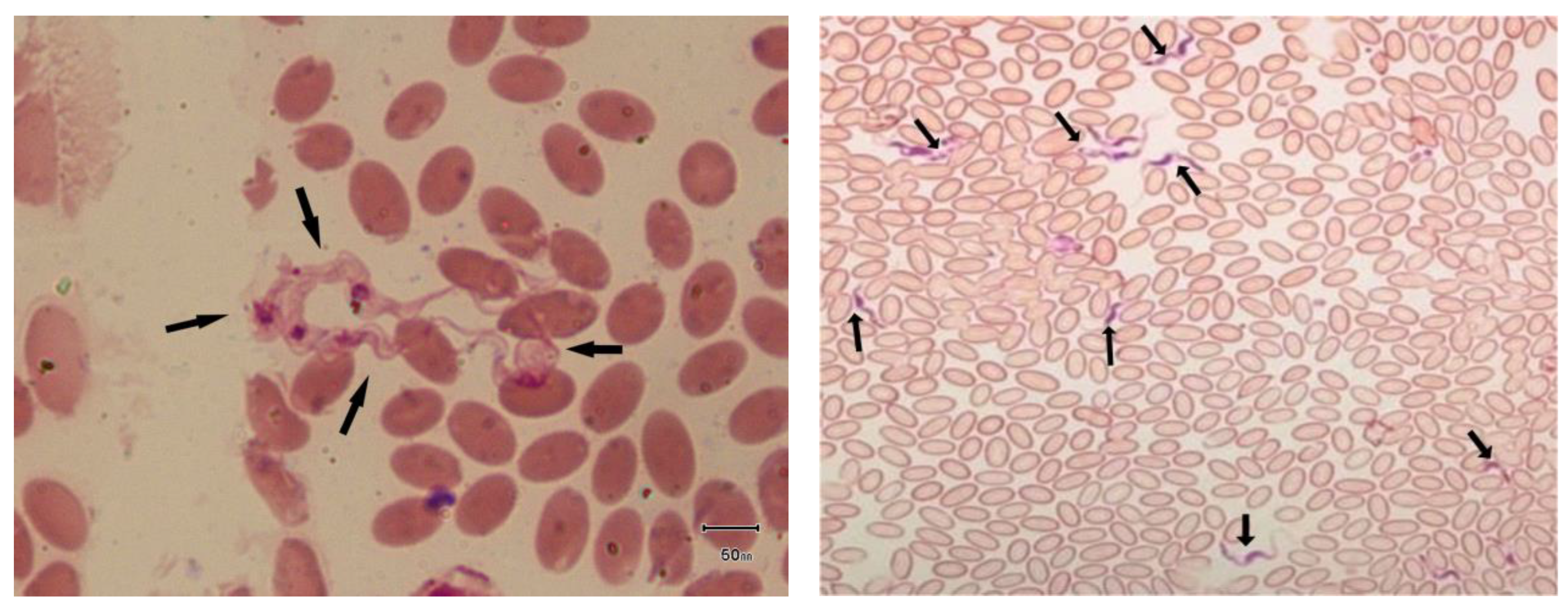 Preprints 173205 g002