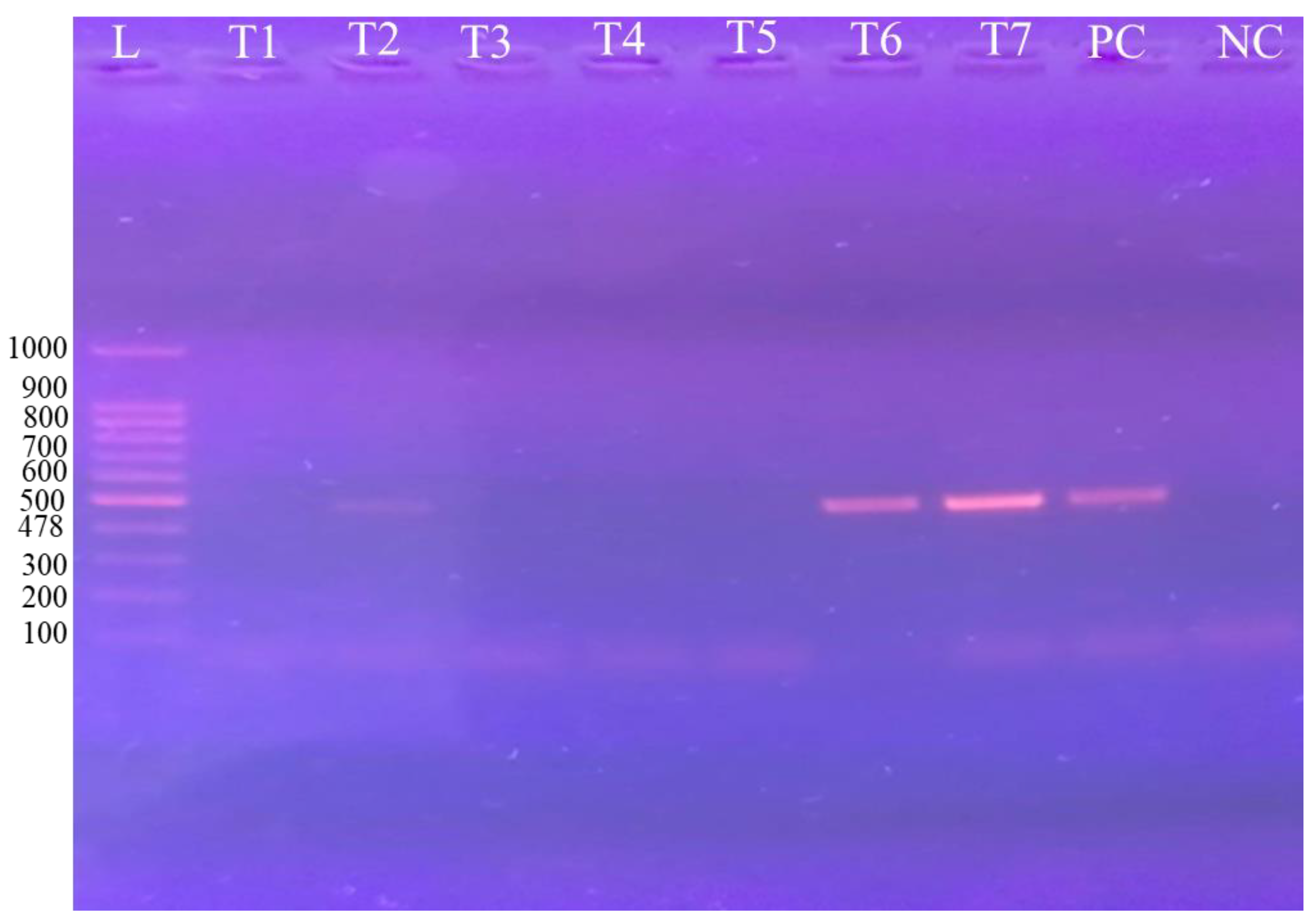 Preprints 173205 g005