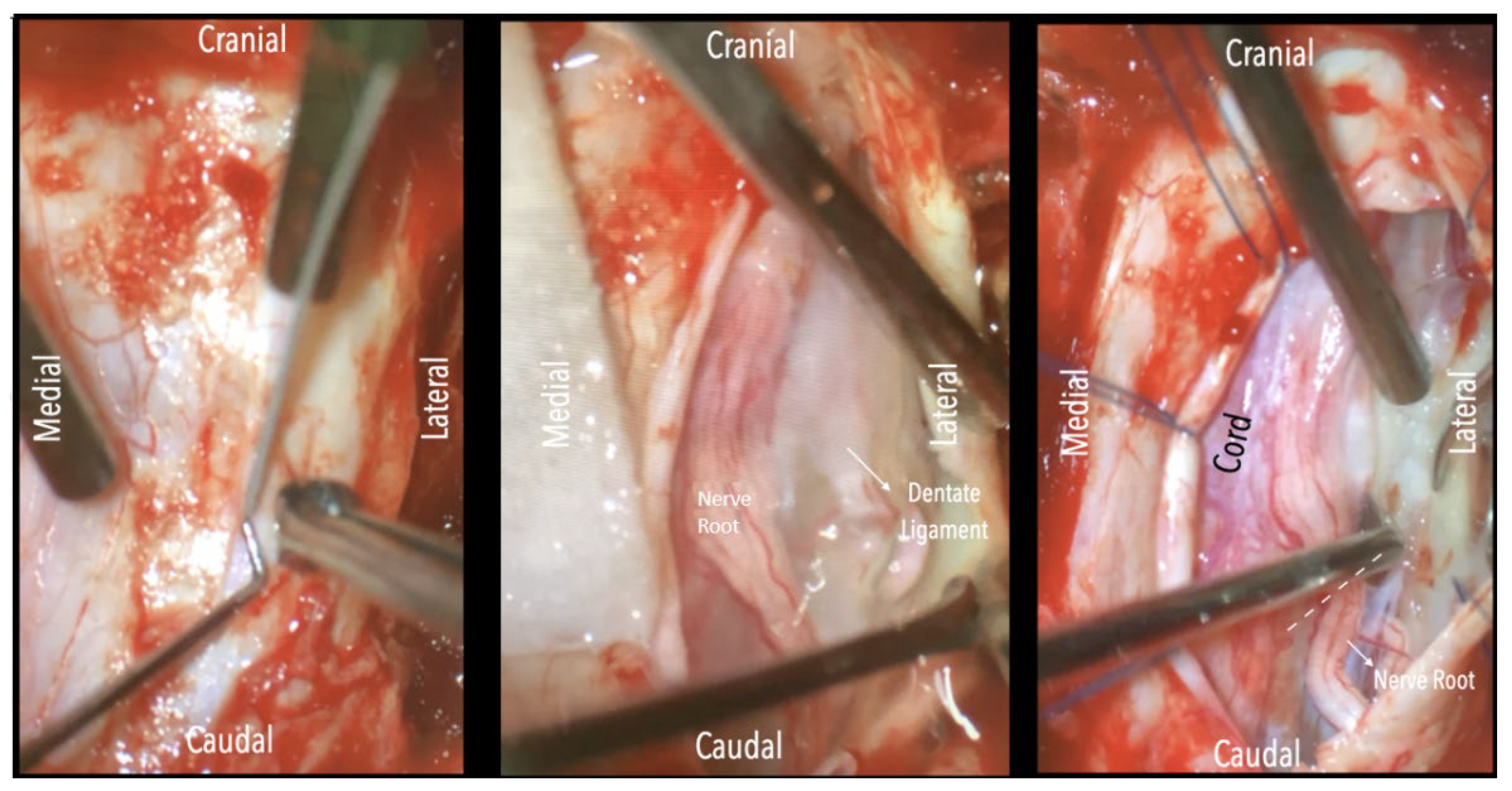 Preprints 182696 g002