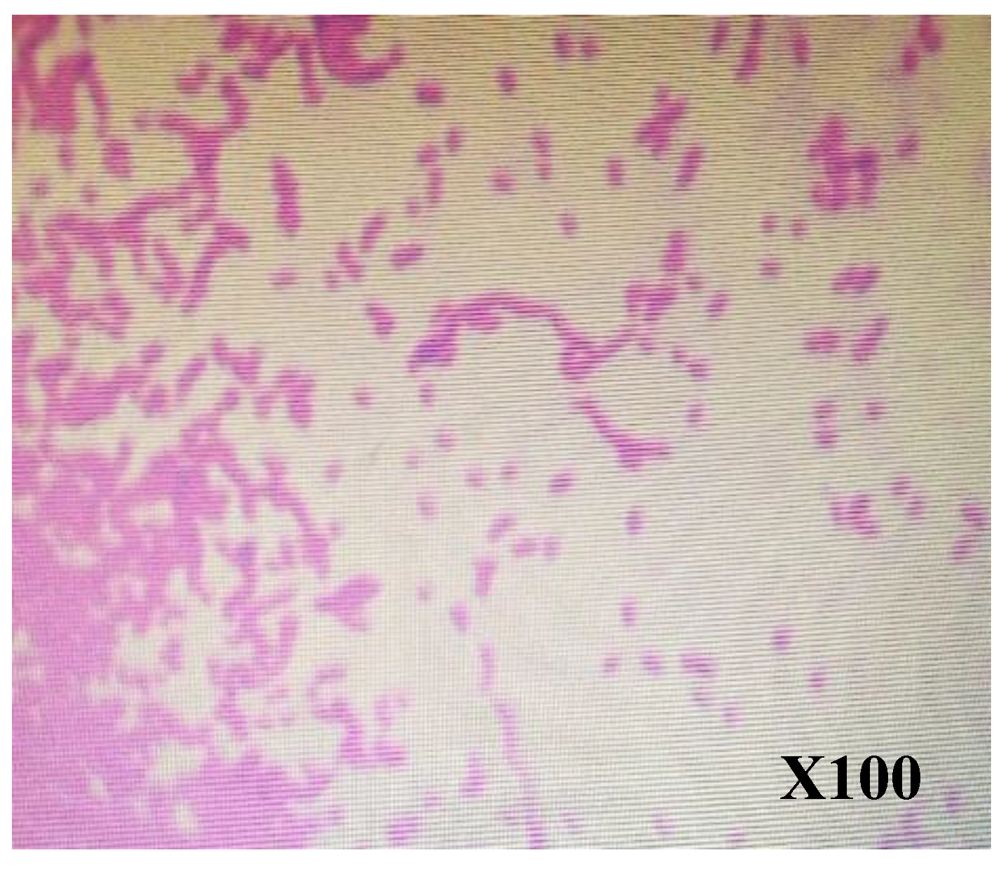 Preprints 118854 g004