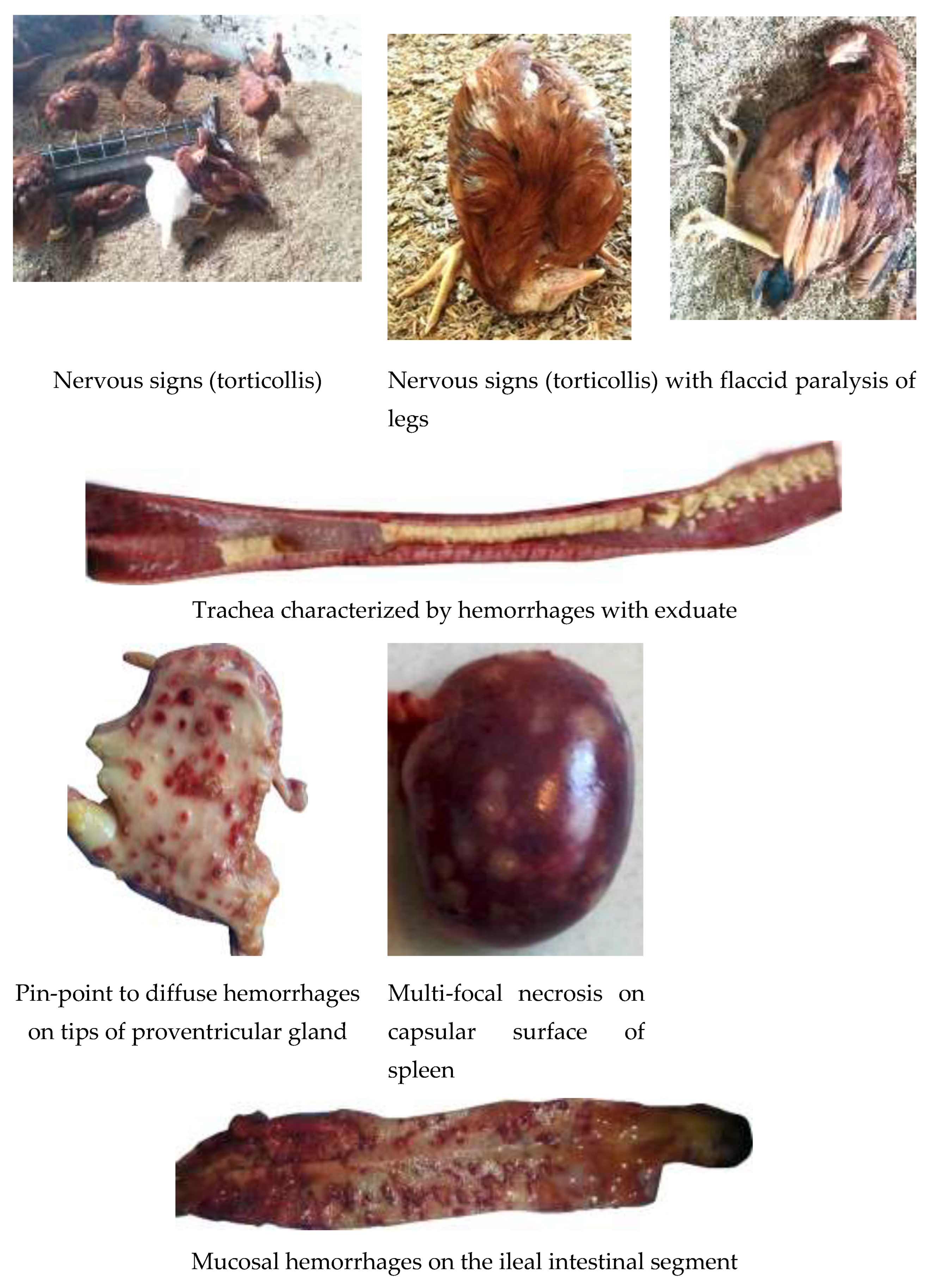 Preprints 119947 g001a