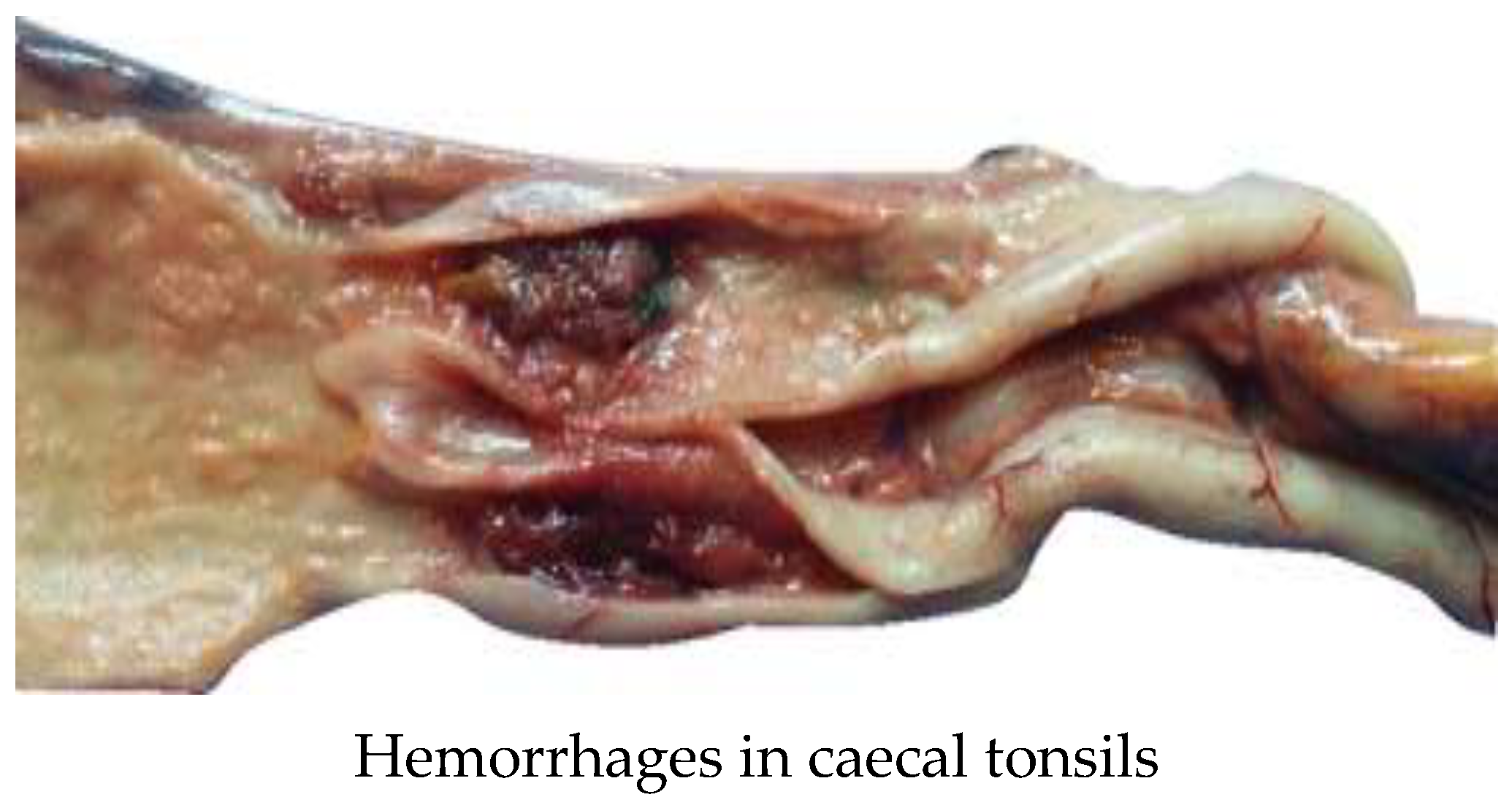 Preprints 119947 g001b