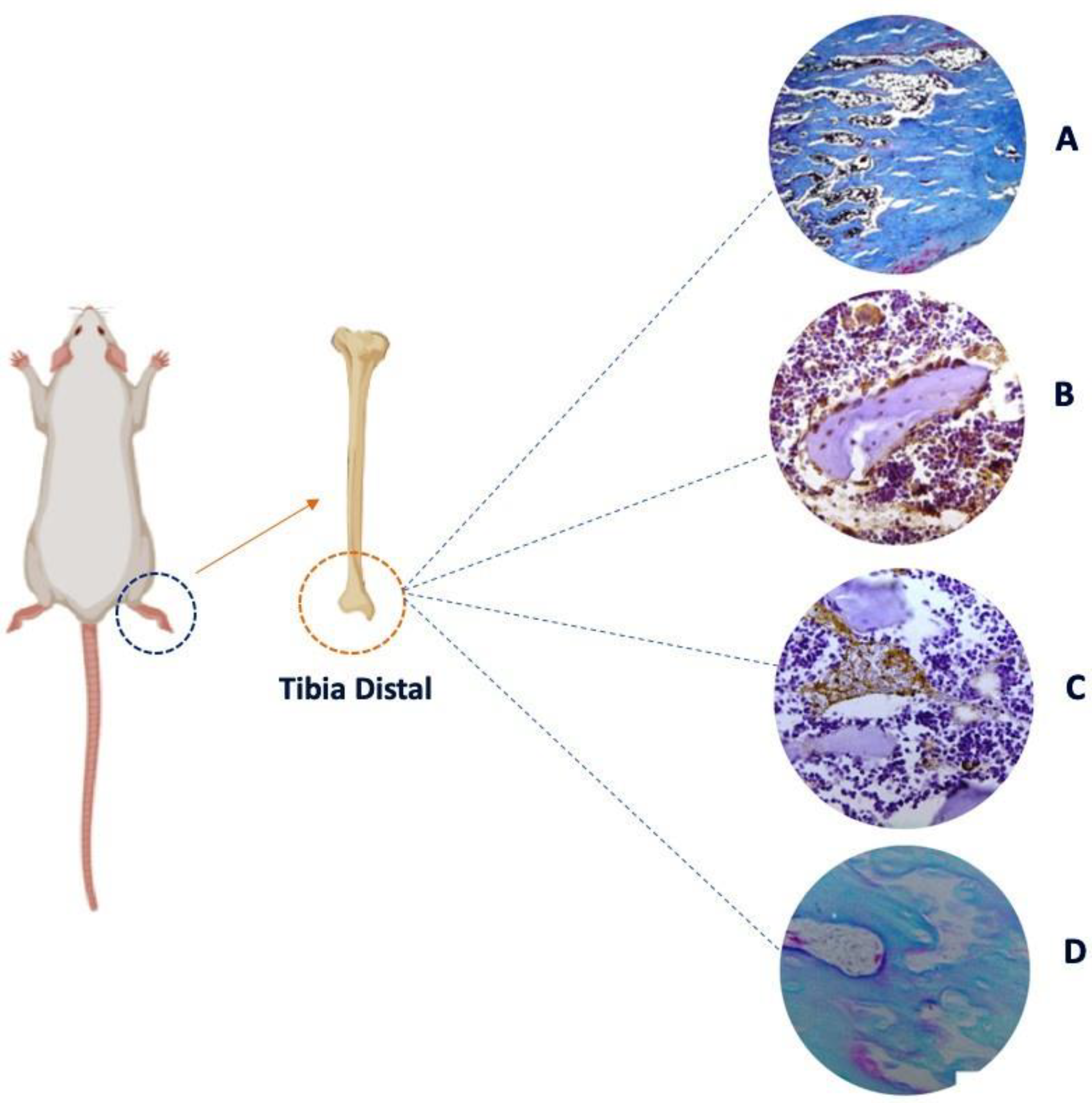 Preprints 141821 g002