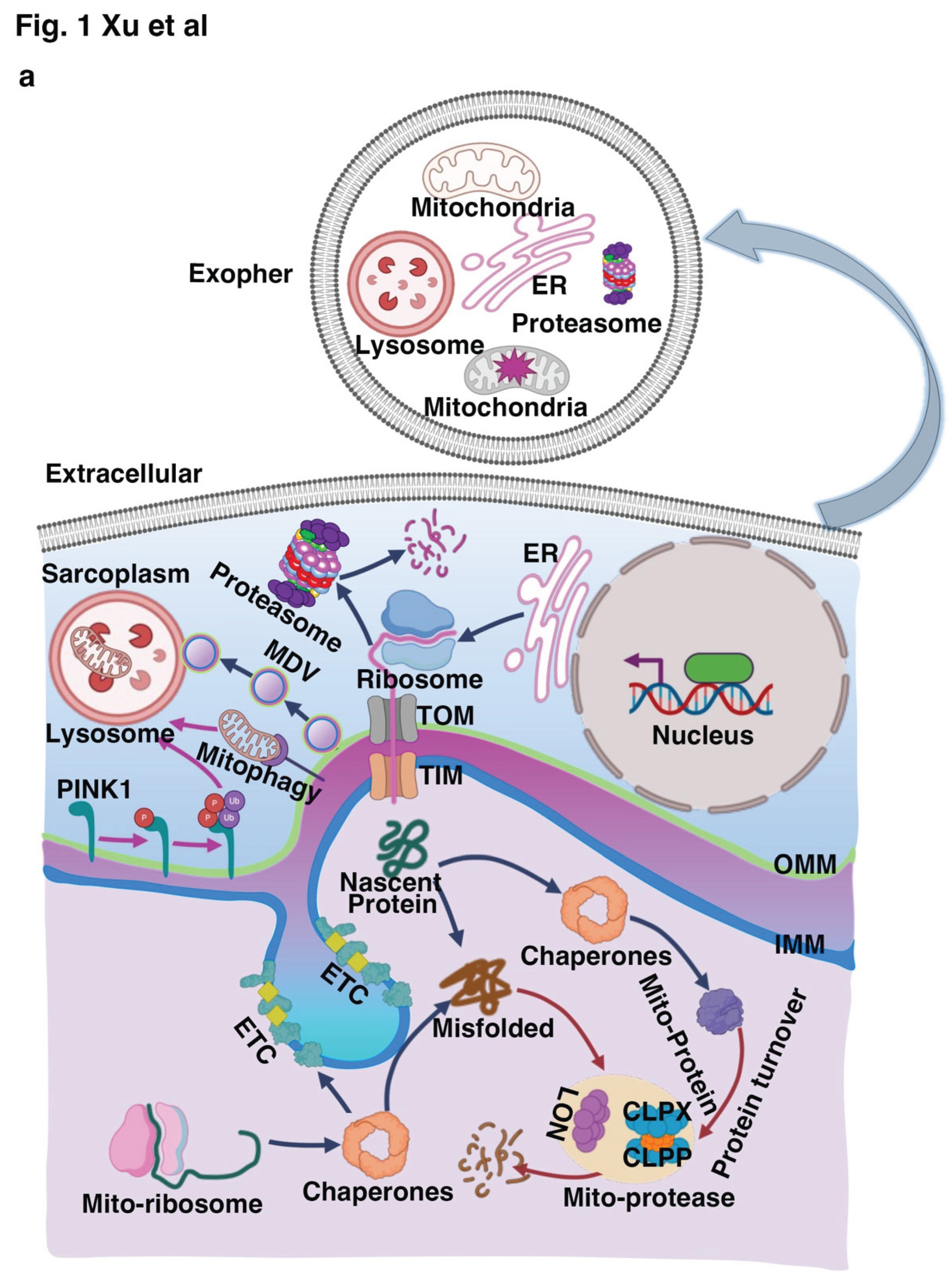 Preprints 166559 g001