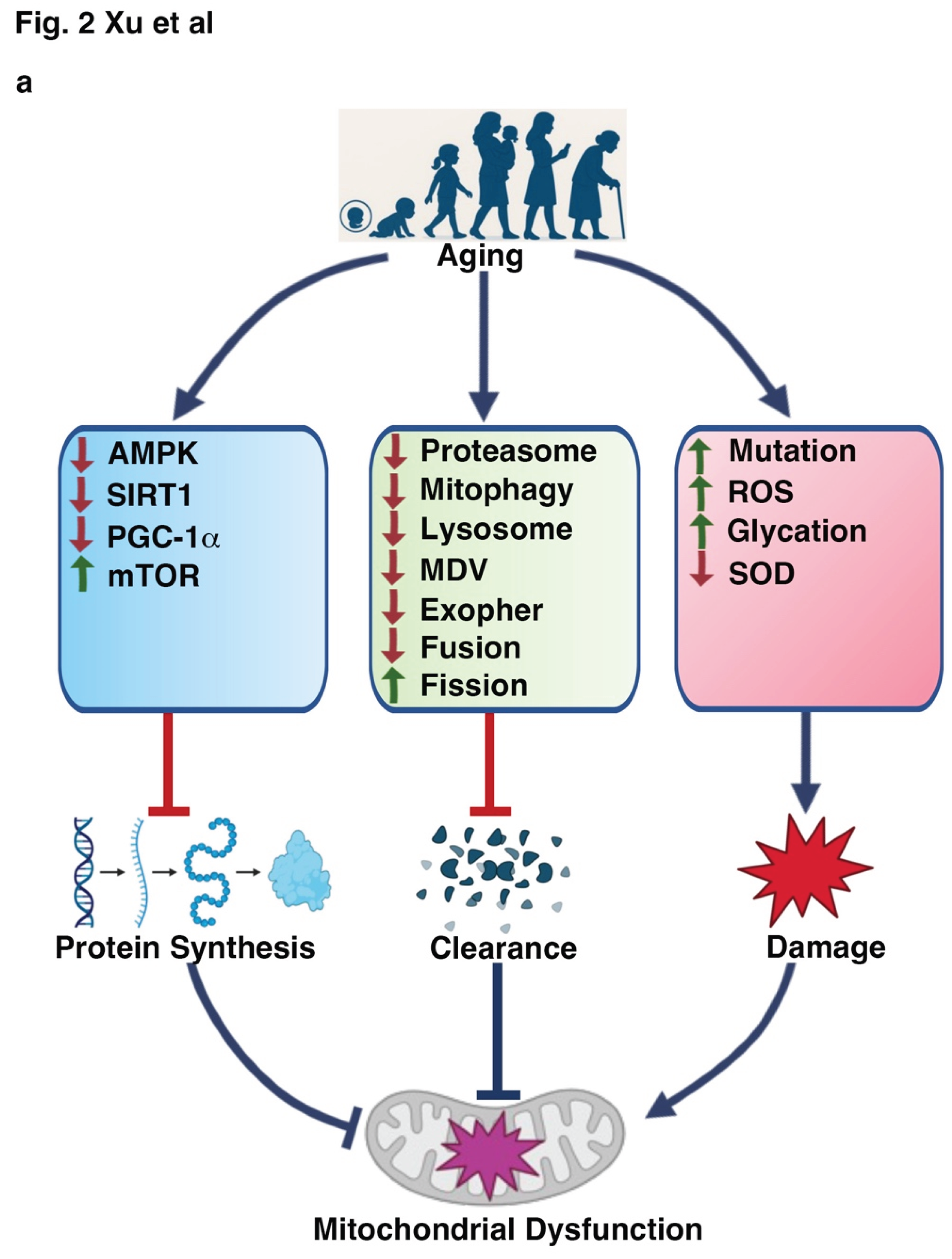 Preprints 166559 g002