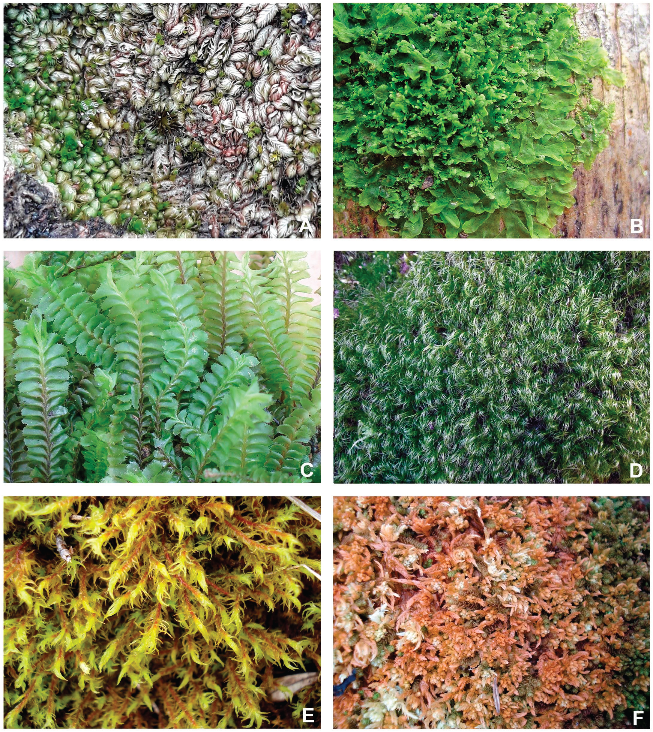 Preprints 164122 g002