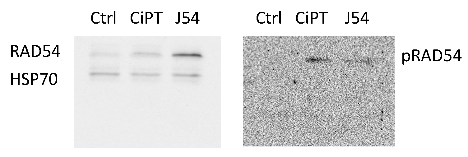 Preprints 81231 g002