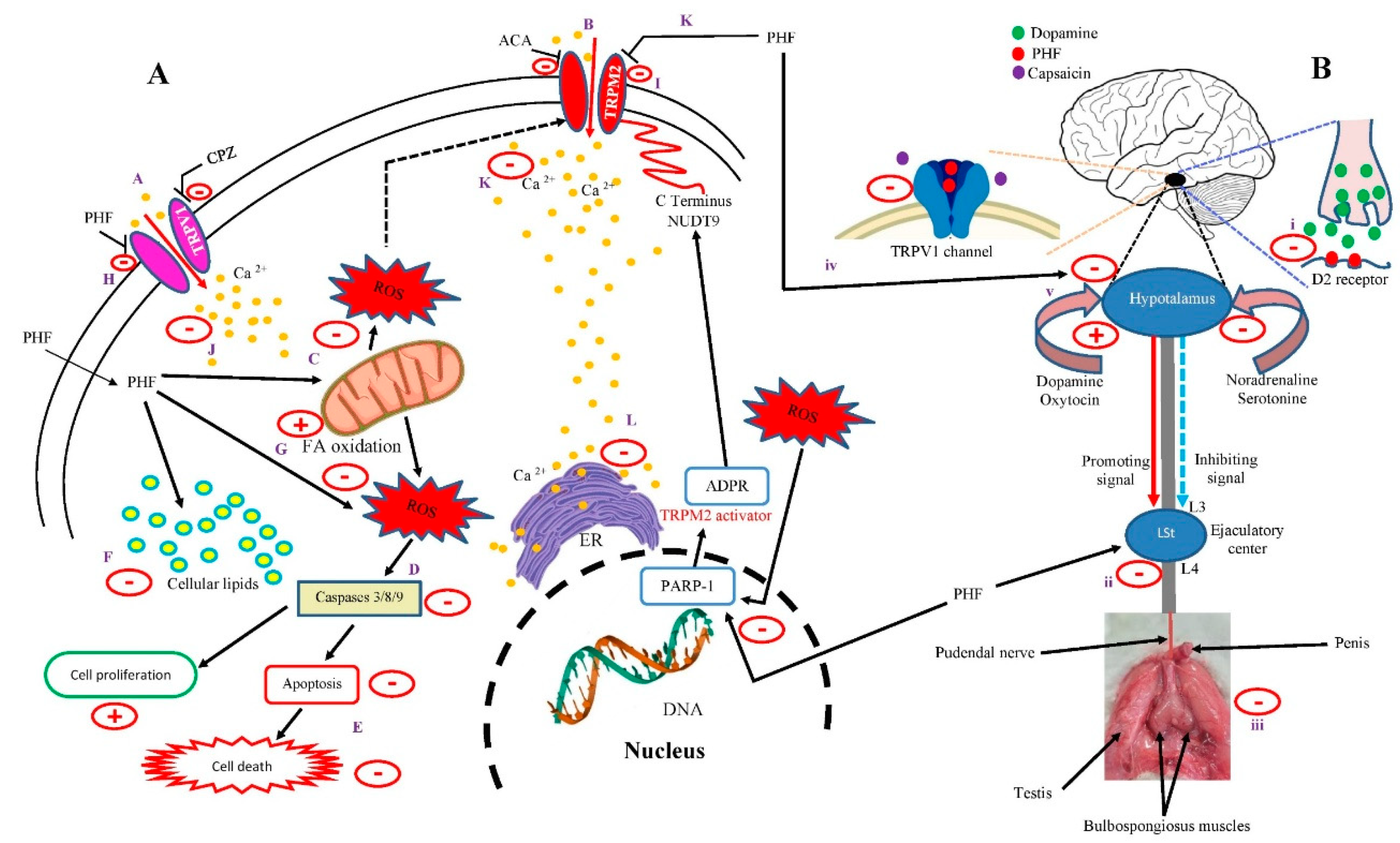 Preprints 158284 g009
