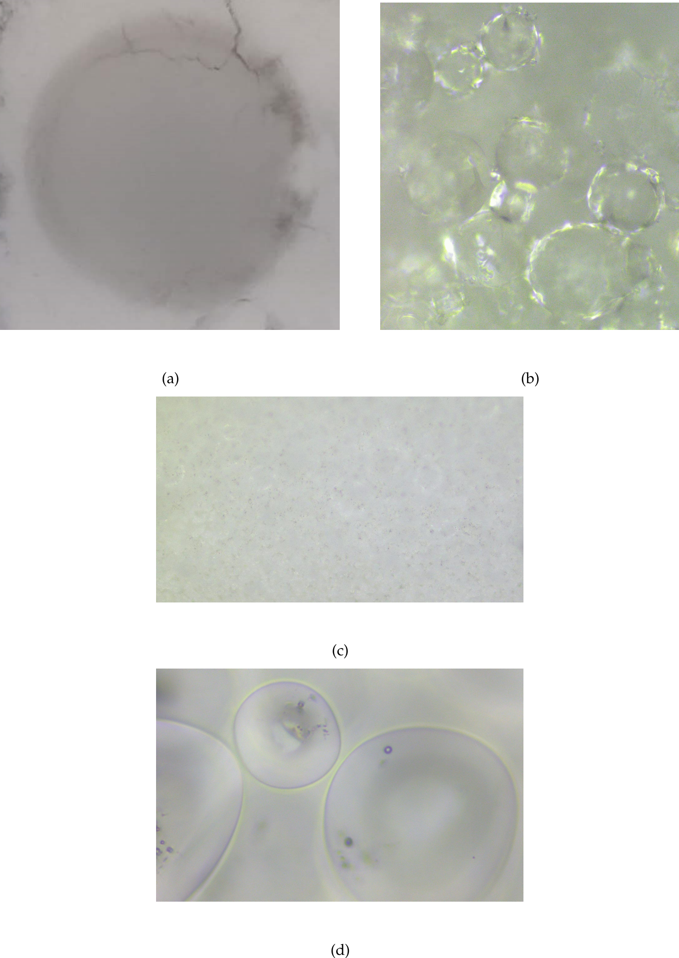 Preprints 227108 g004 Preprints 227108 g004