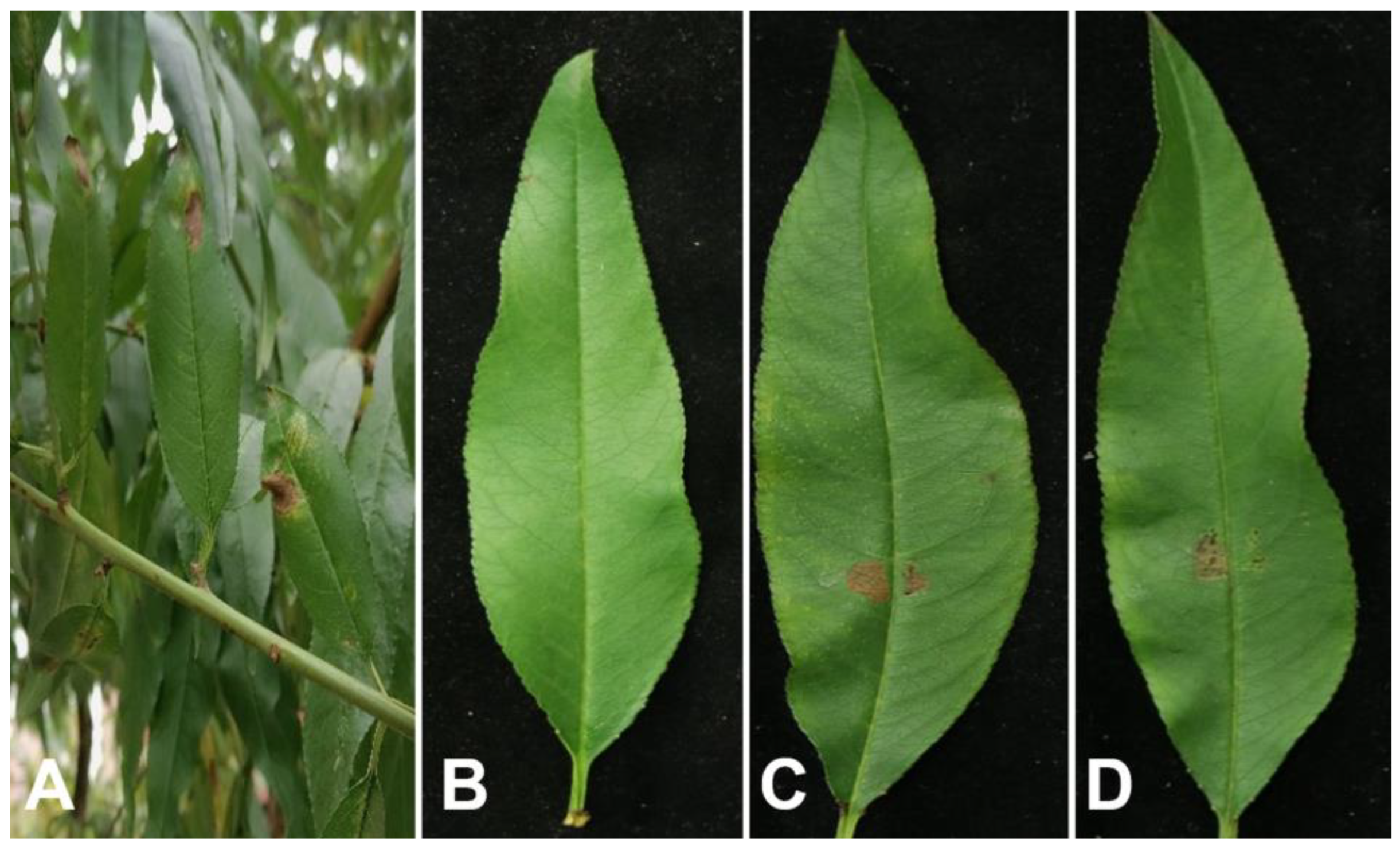 Preprints 139420 g001
