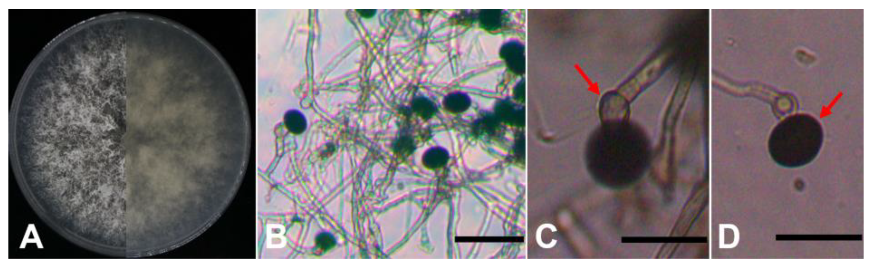 Preprints 139420 g002