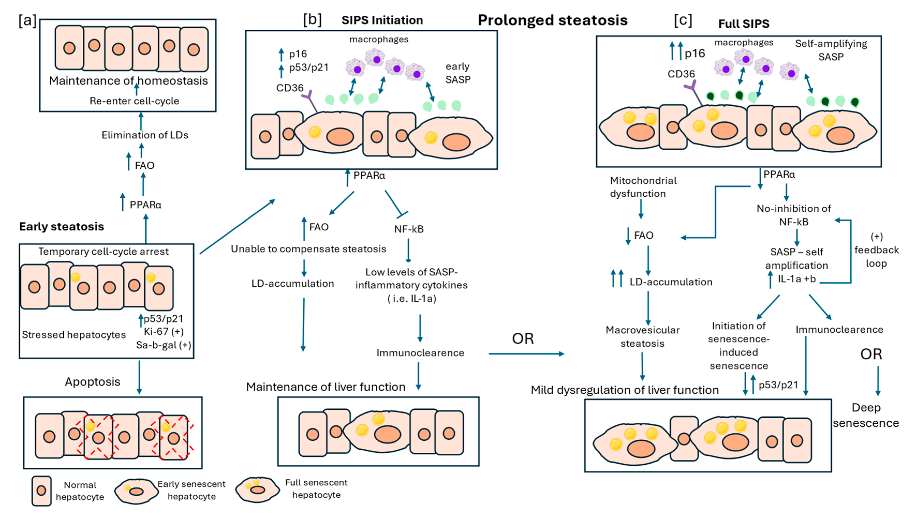 Preprints 186071 g001