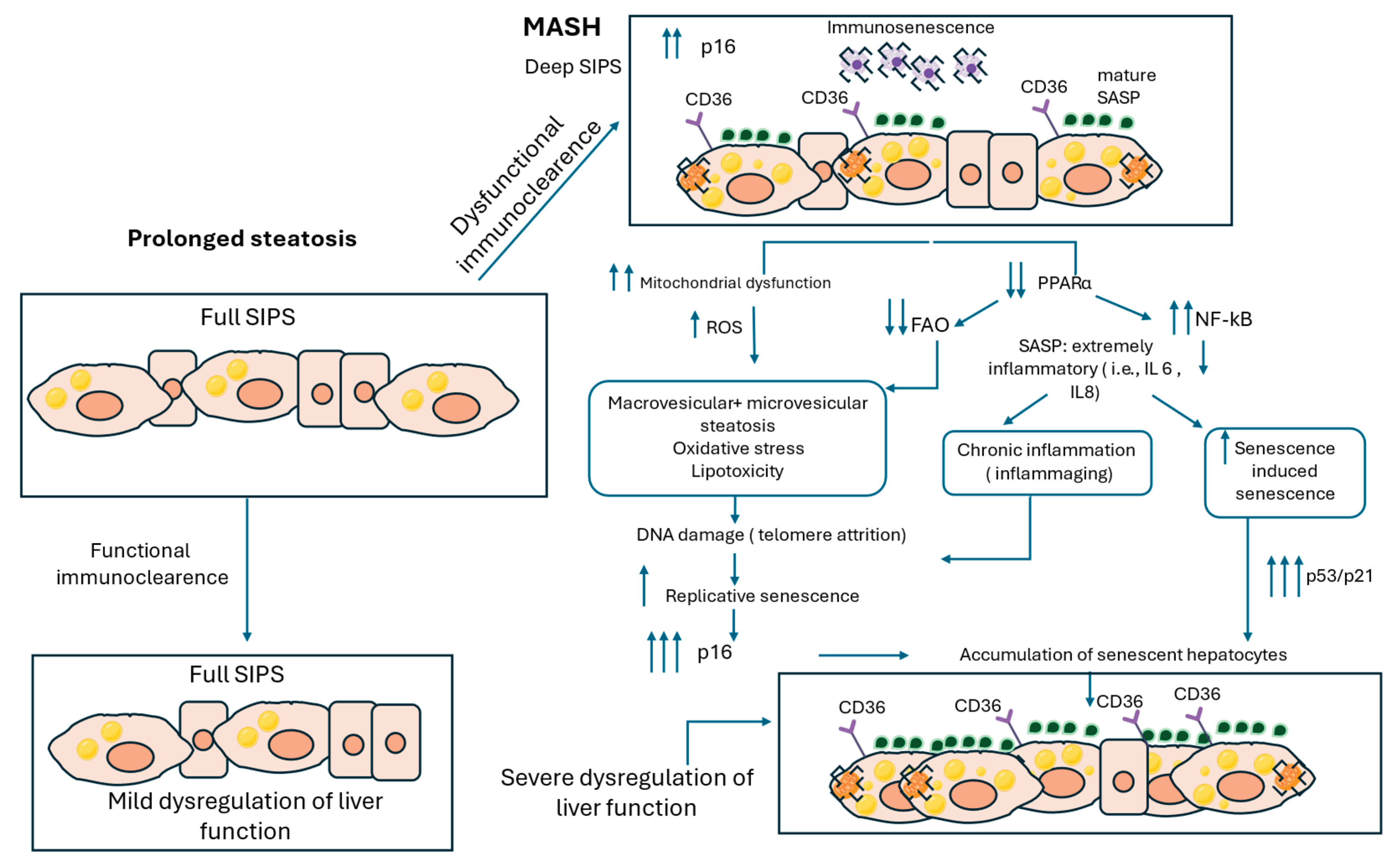 Preprints 186071 g002