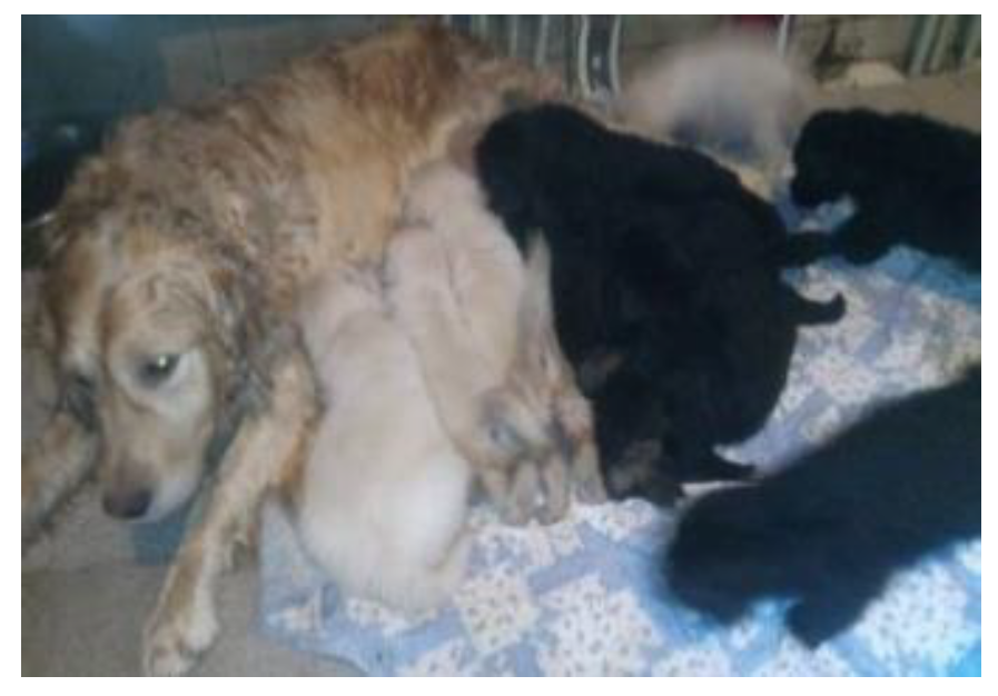 Preprints 141598 g001b