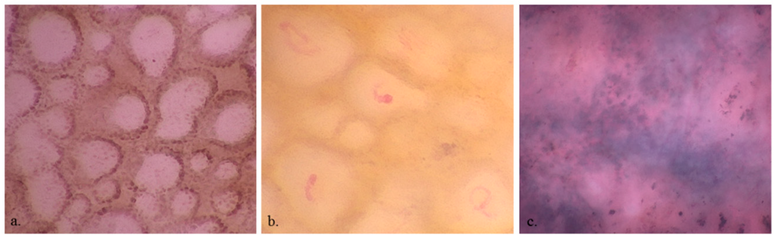 Preprints 74880 g003