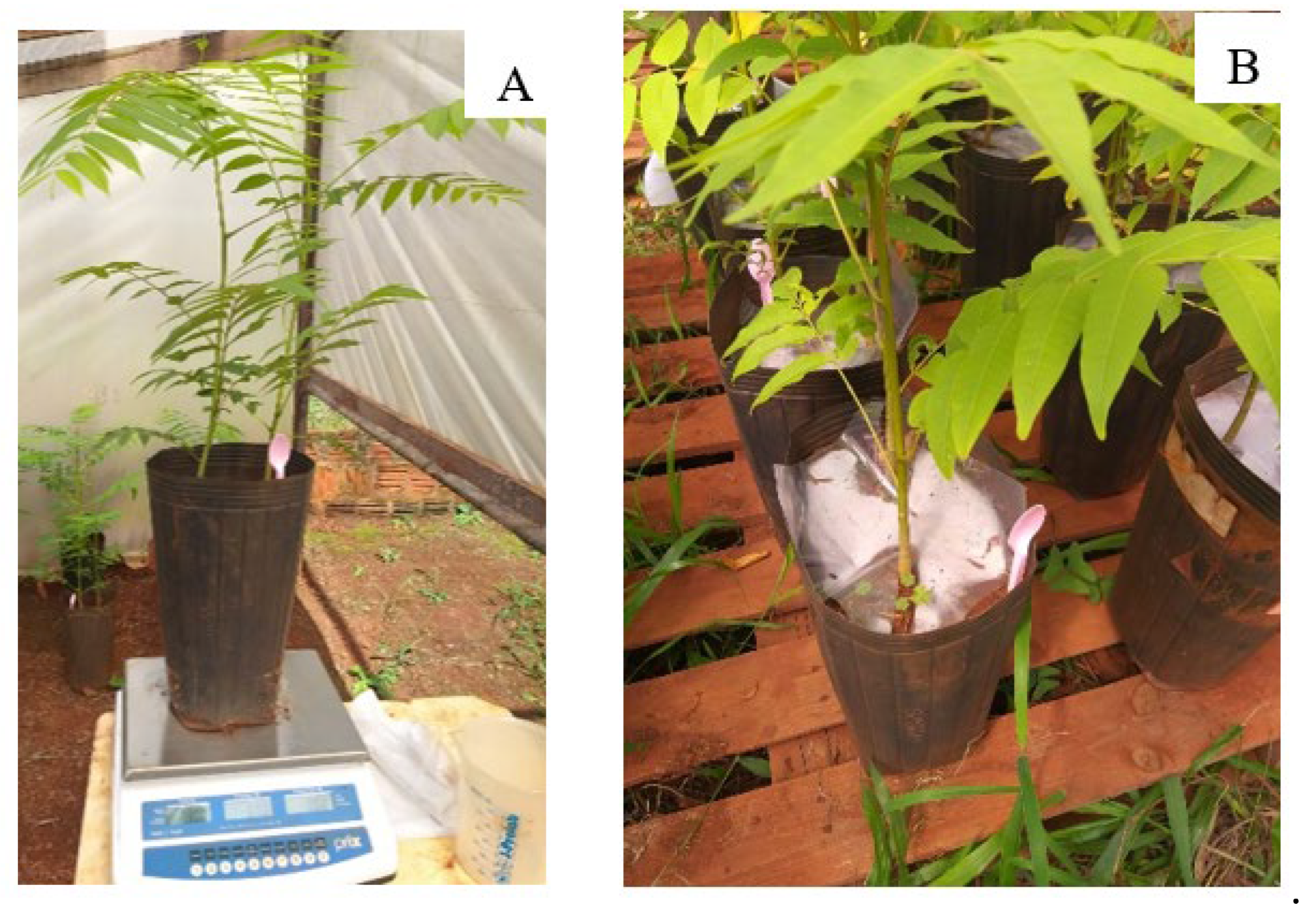 Preprints 104597 g006