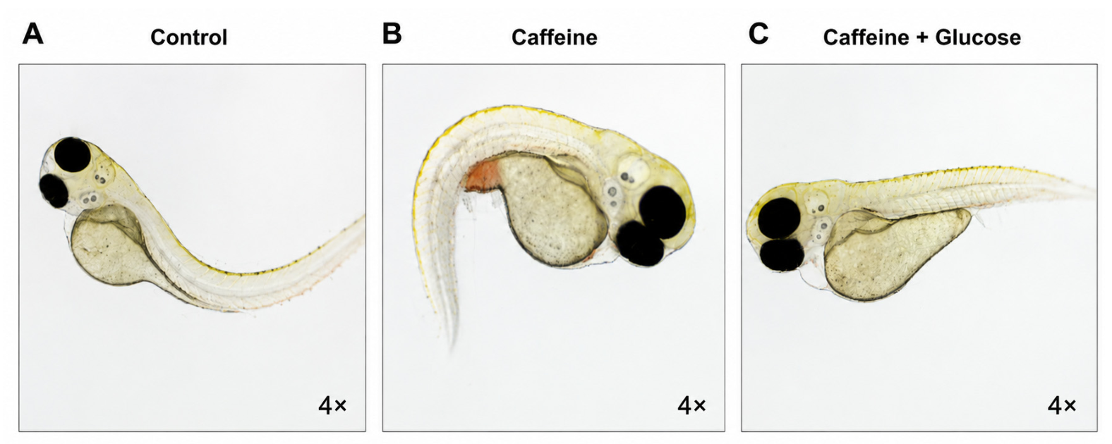 Preprints 223070 g001