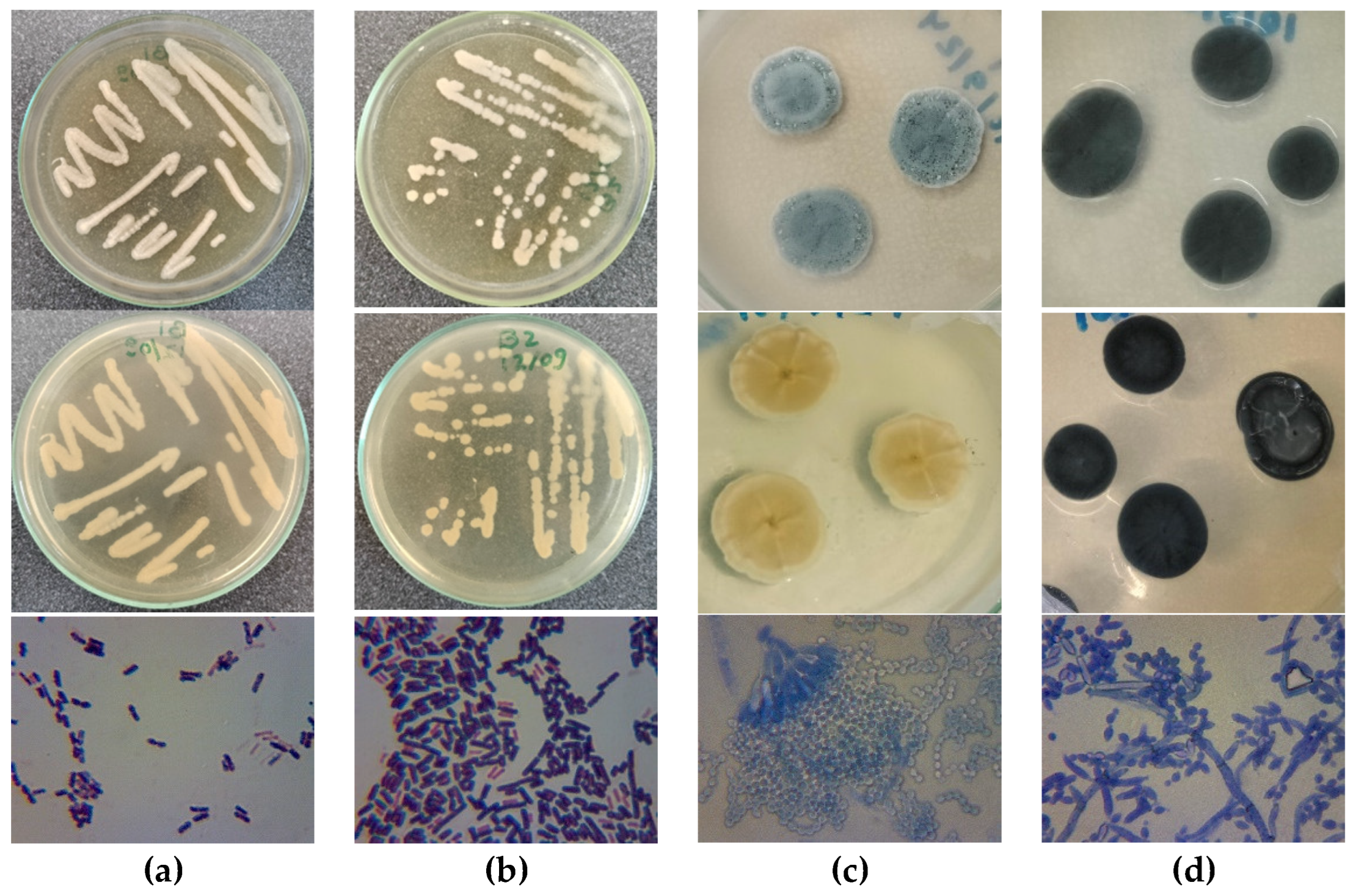 Preprints 140173 g004