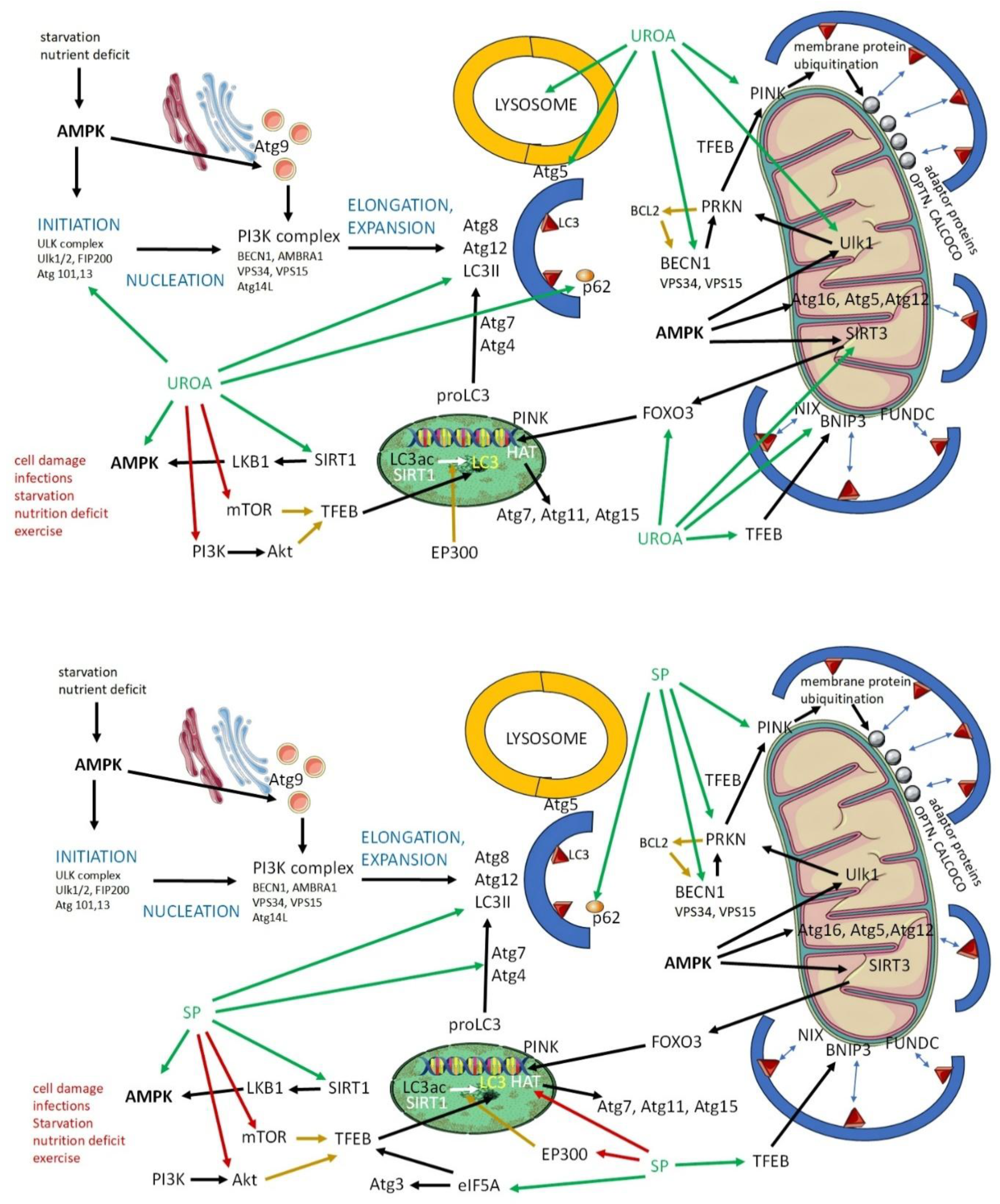Preprints 148266 g001
