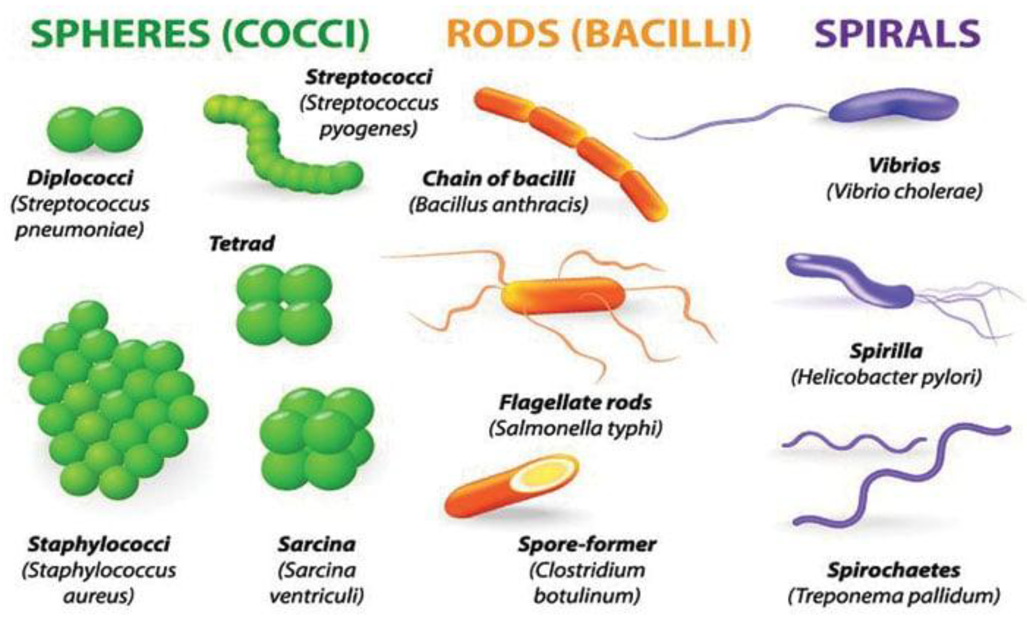 Preprints 196125 g001