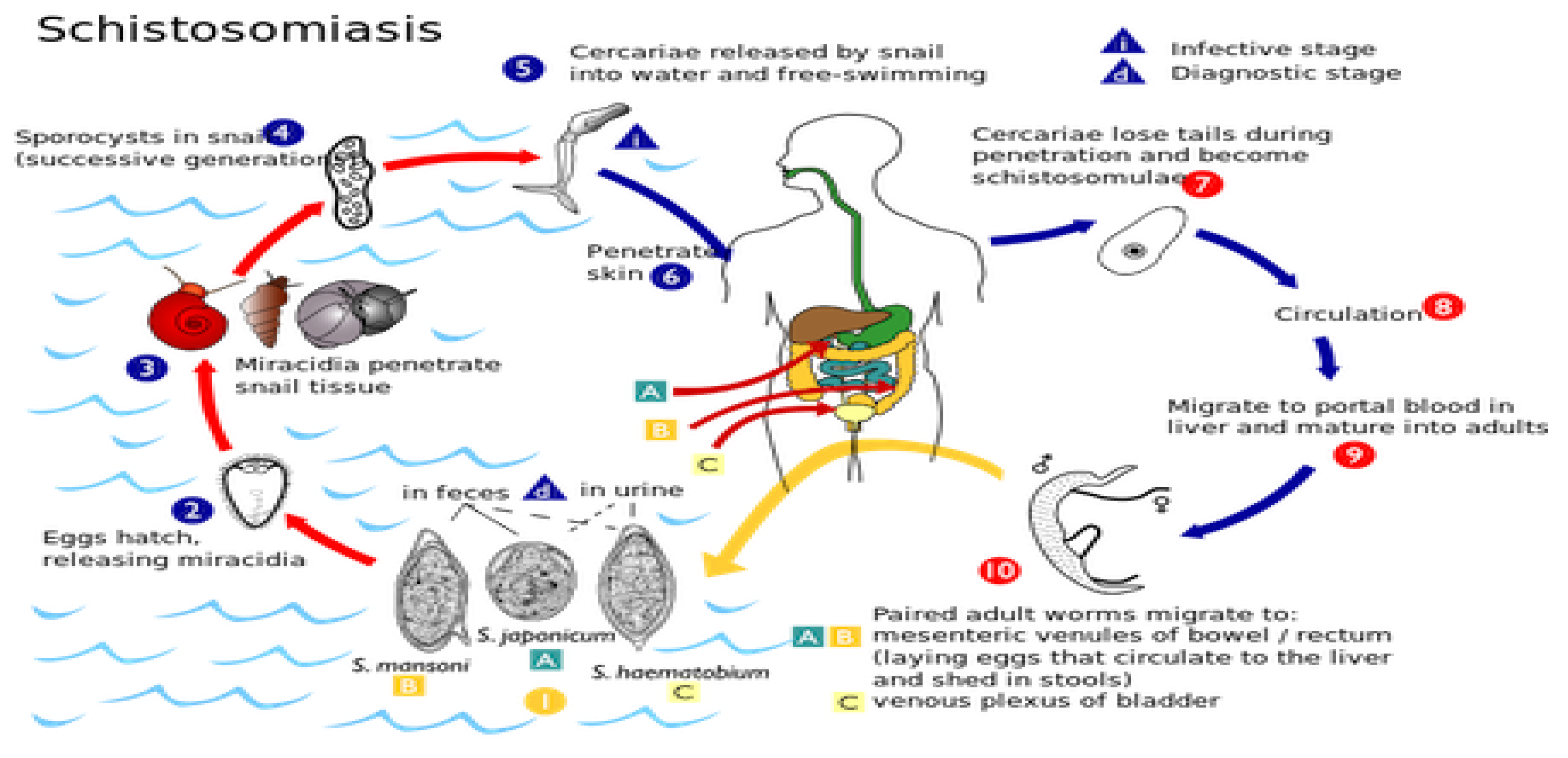 Preprints 196125 g002
