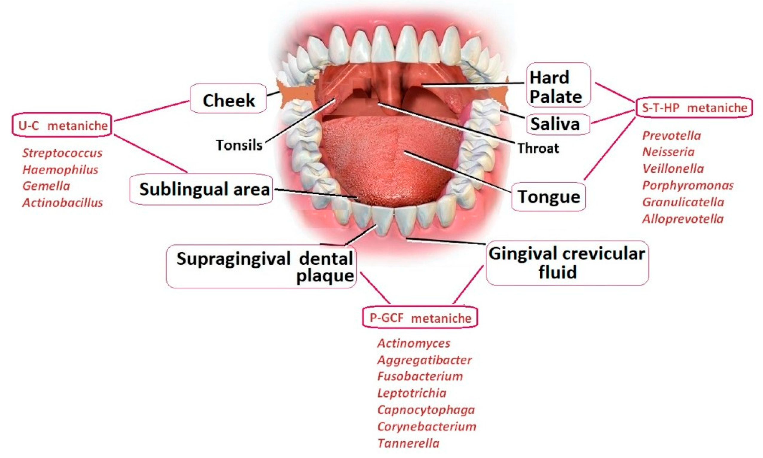 Preprints 113403 g002