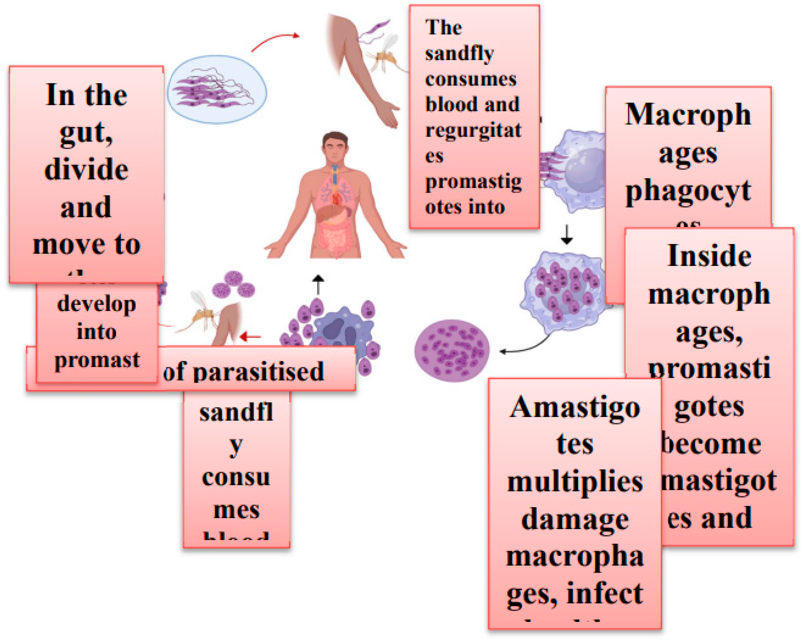 Preprints 141153 g001