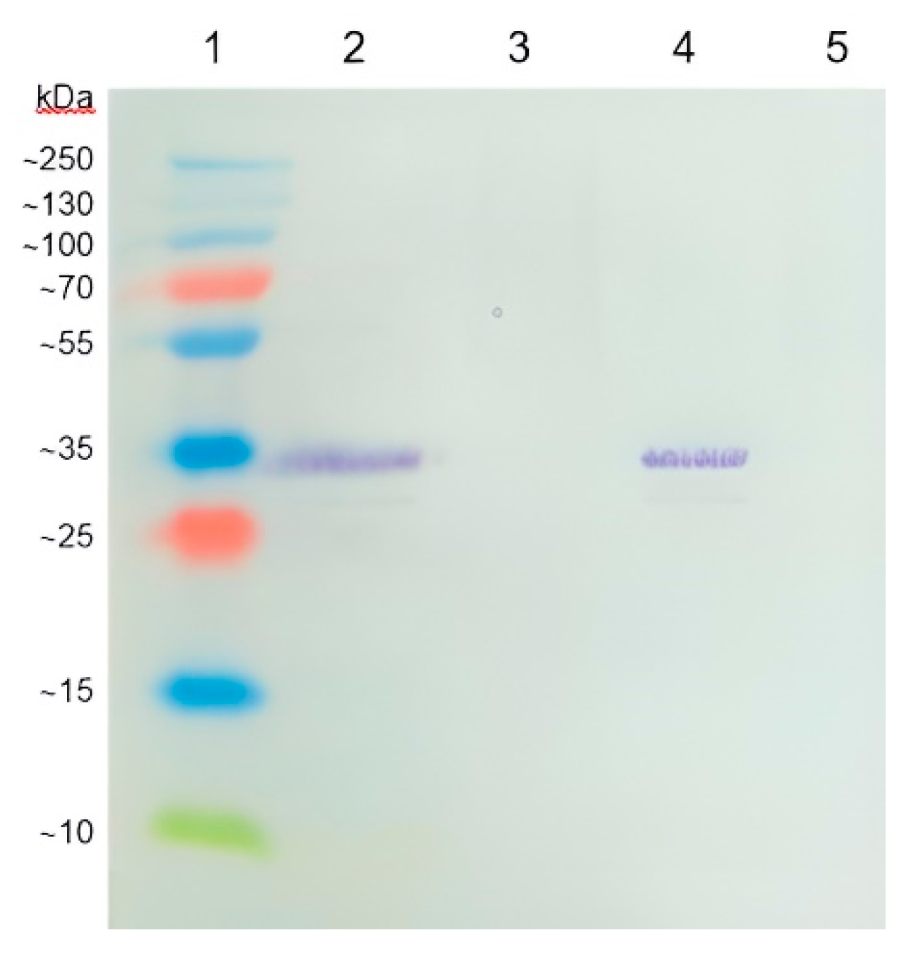 Preprints 71803 g001