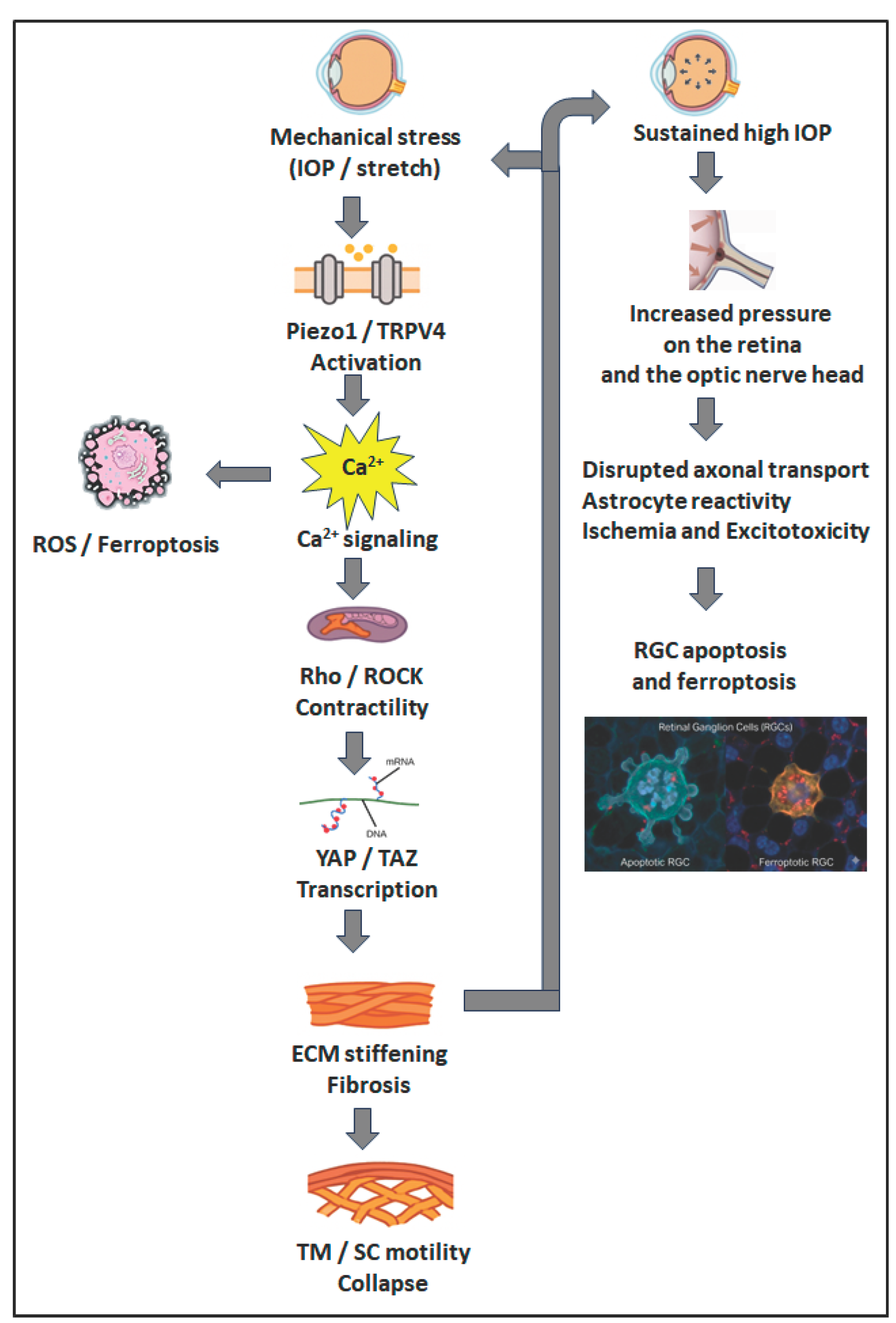 Preprints 187615 g002