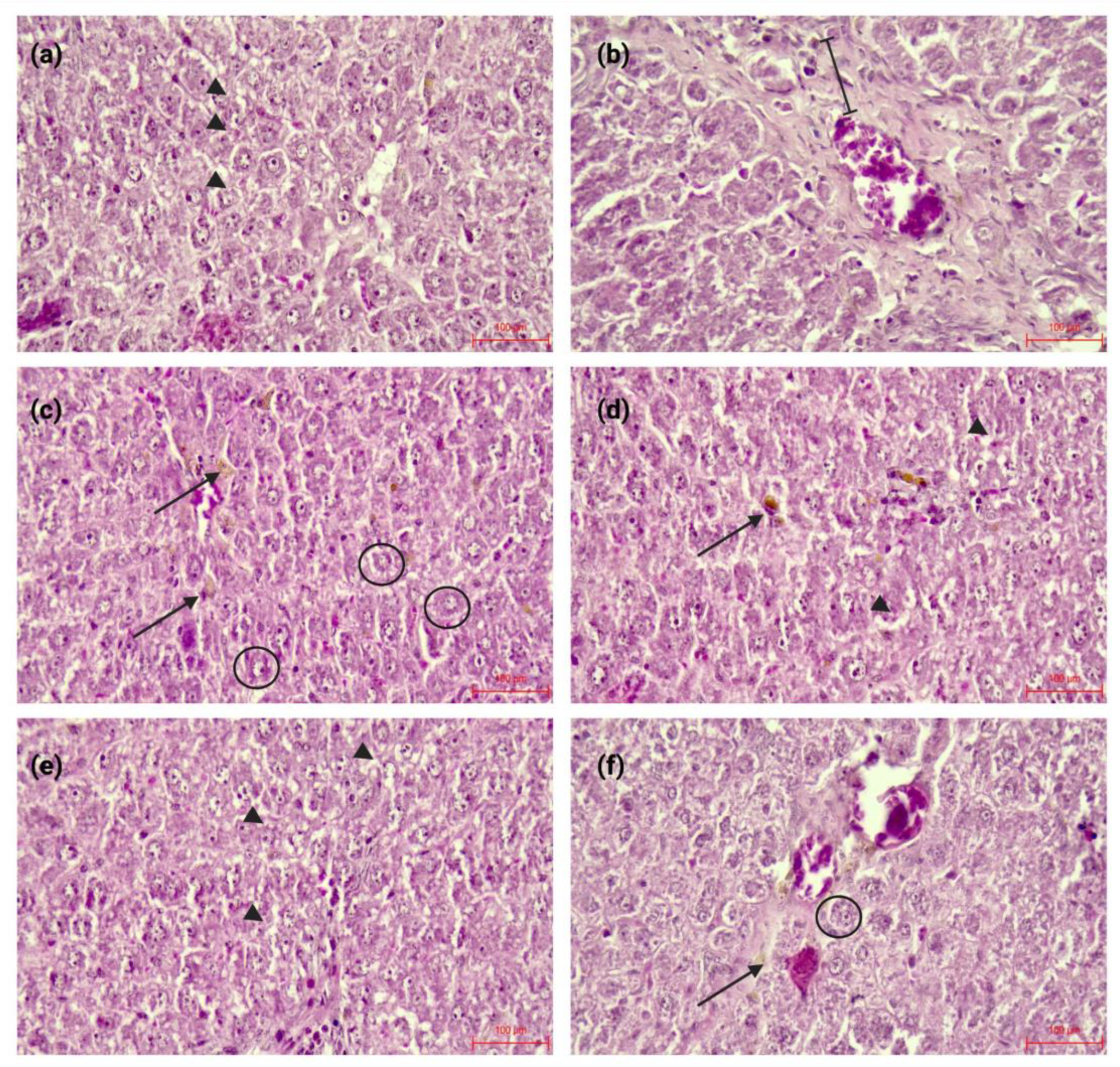 Preprints 196238 g004