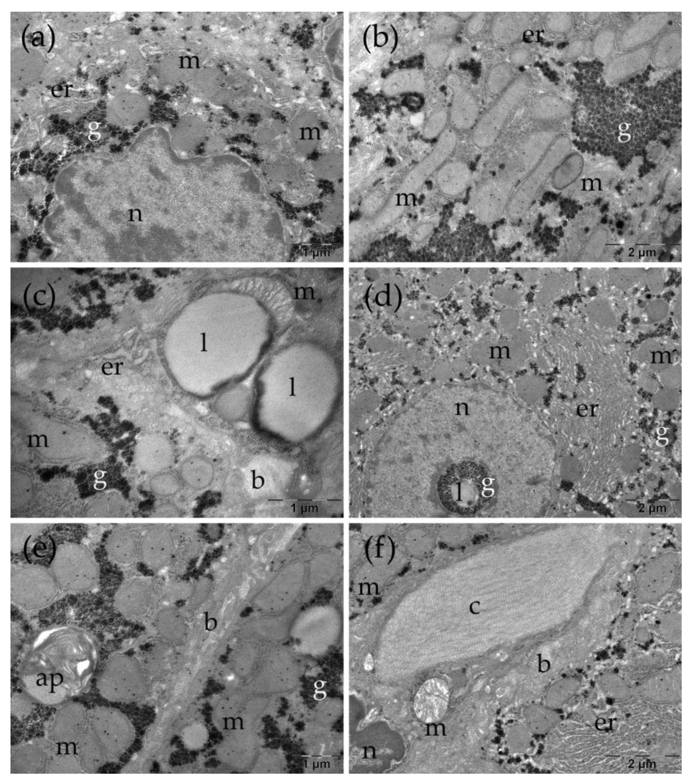 Preprints 196238 g006