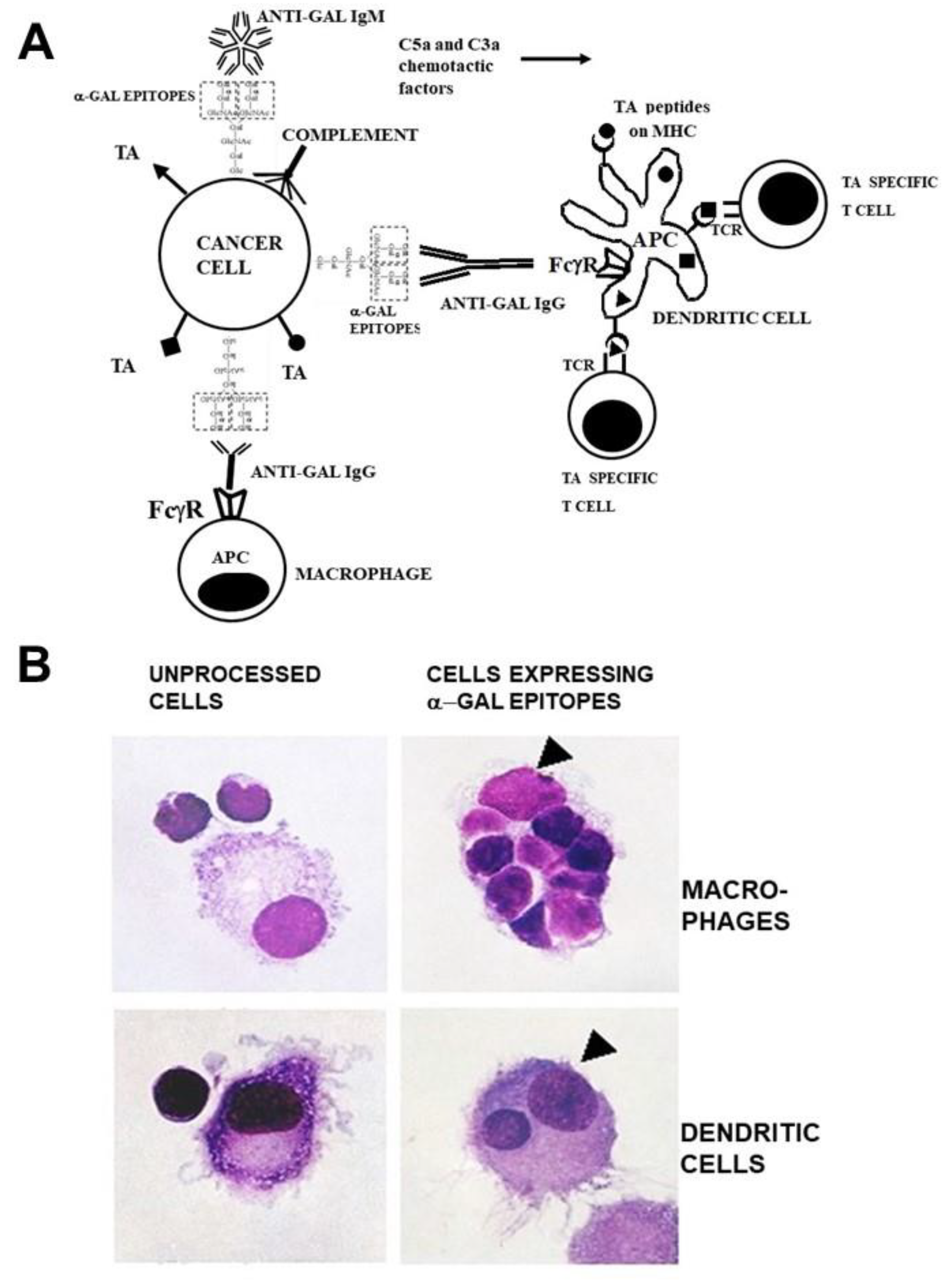 Preprints 115034 g001