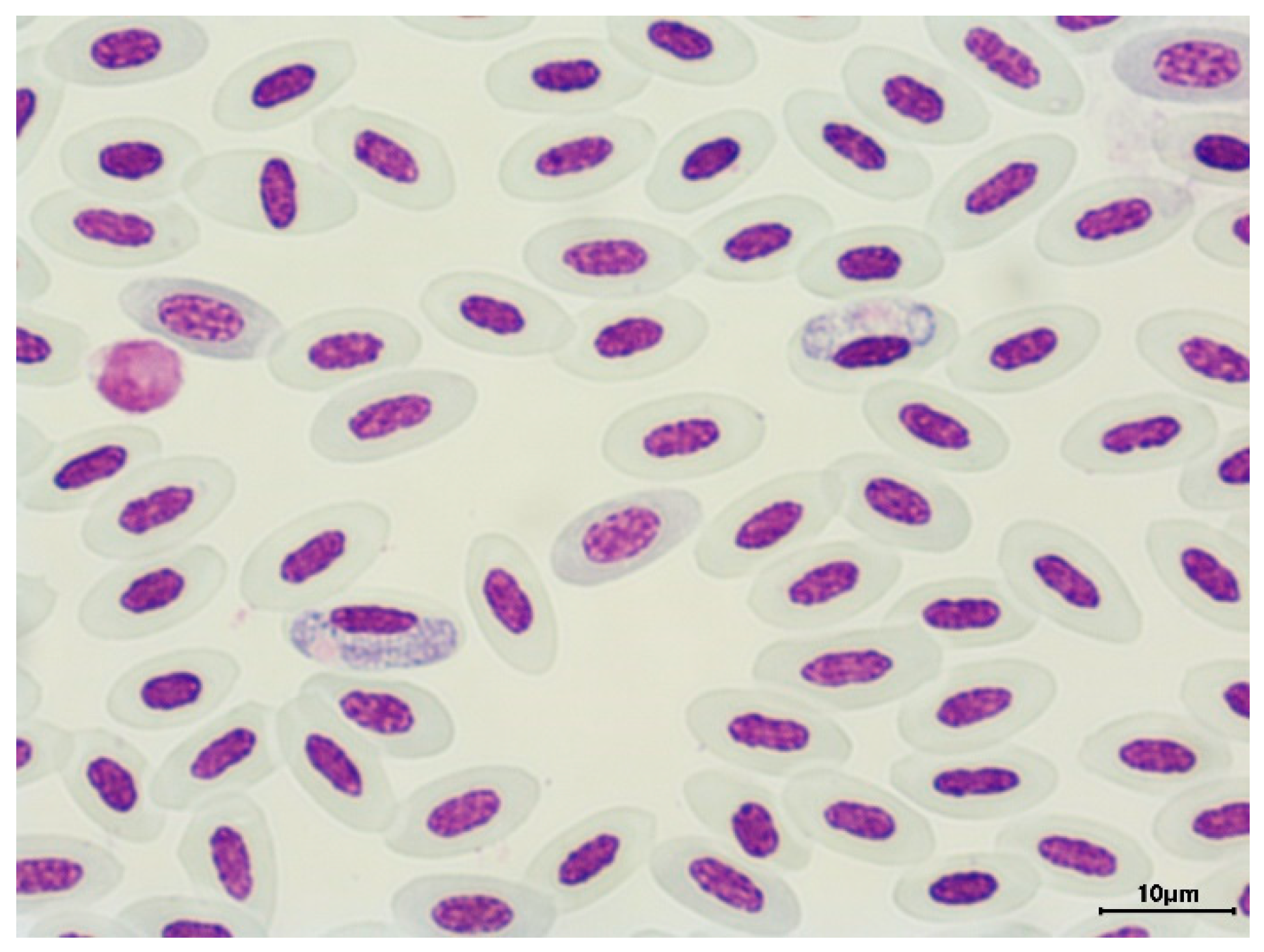 Preprints 87927 g001