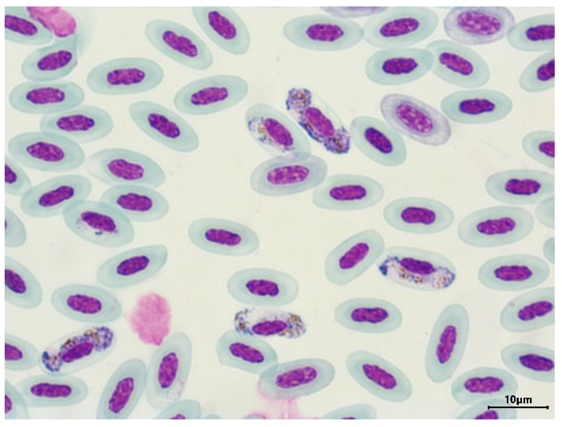 Preprints 87927 g002