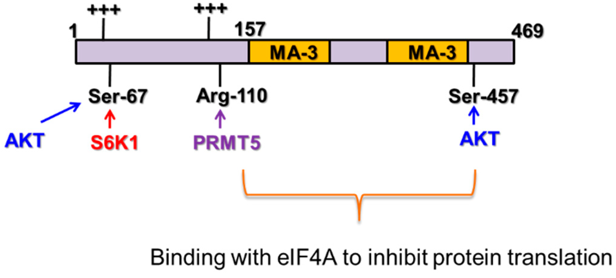 The Impact of the Pdcd4, a Translation Inhibitor, on Drug
