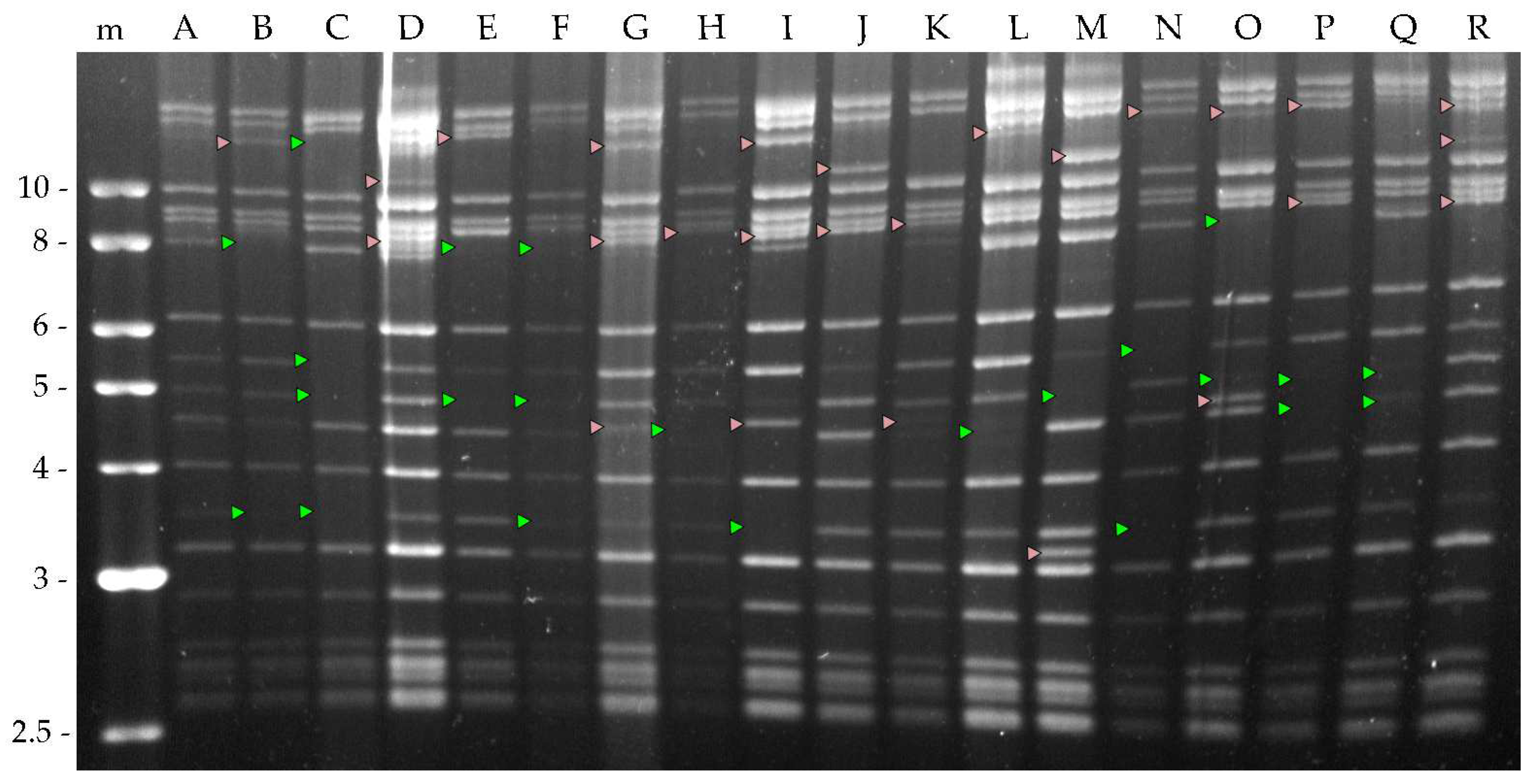 Preprints 76892 g002