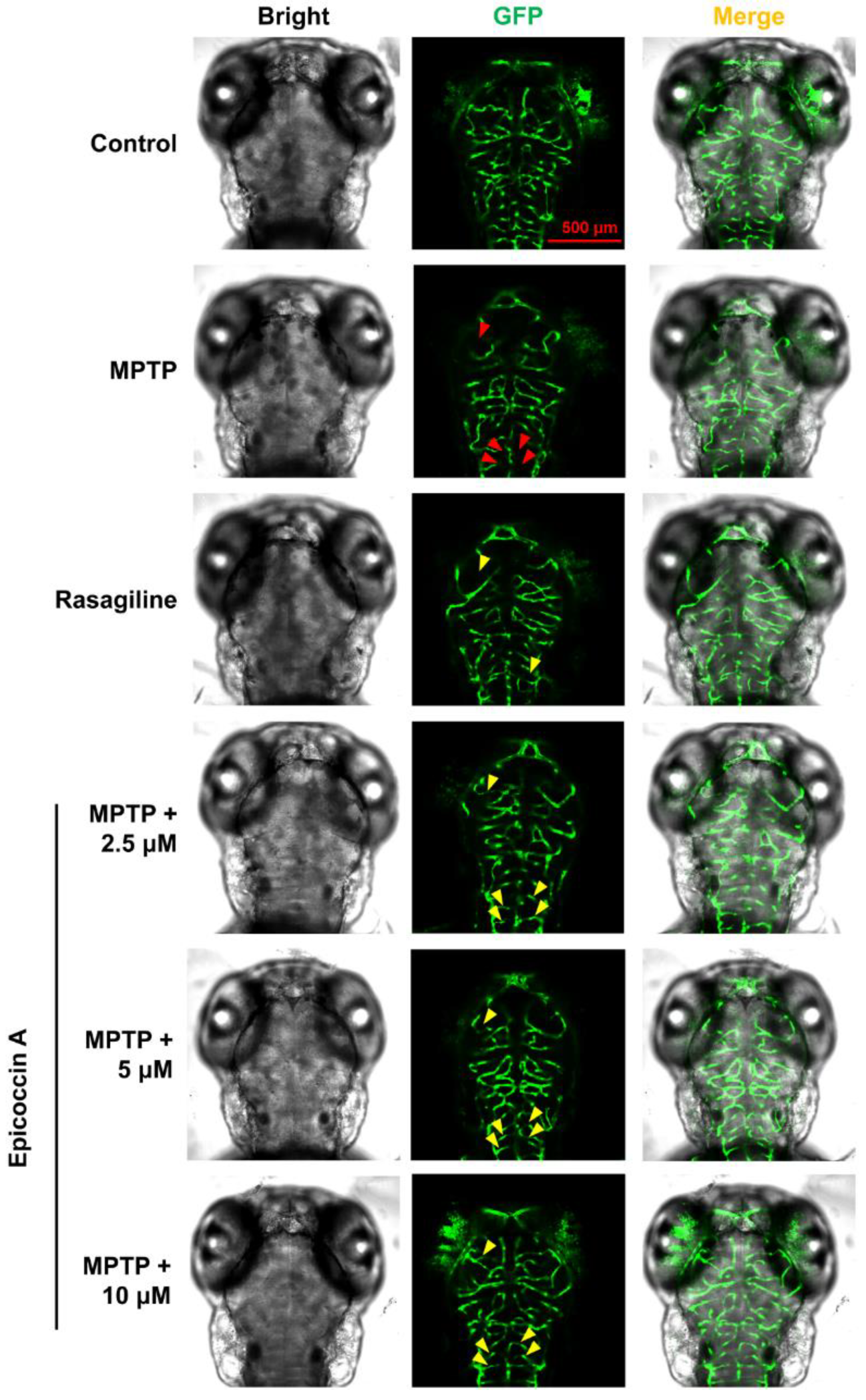 Preprints 152295 g003