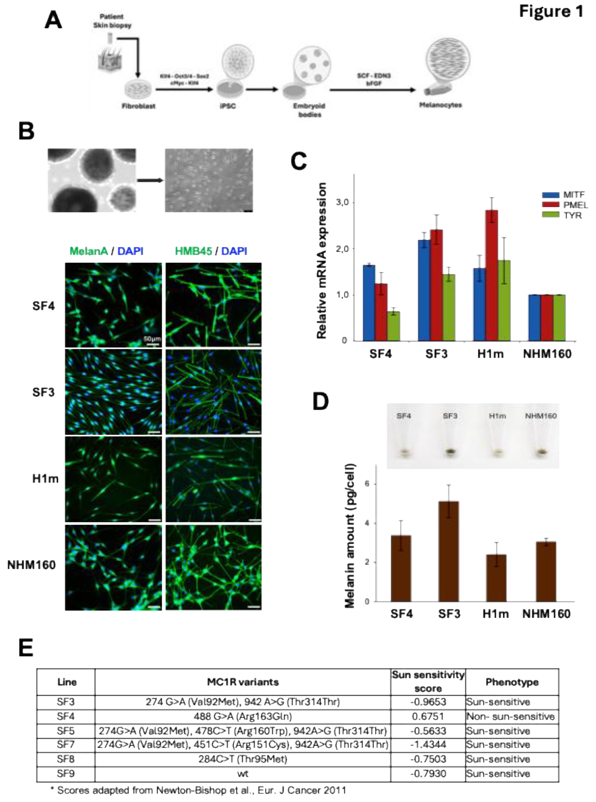 Preprints 195654 g001