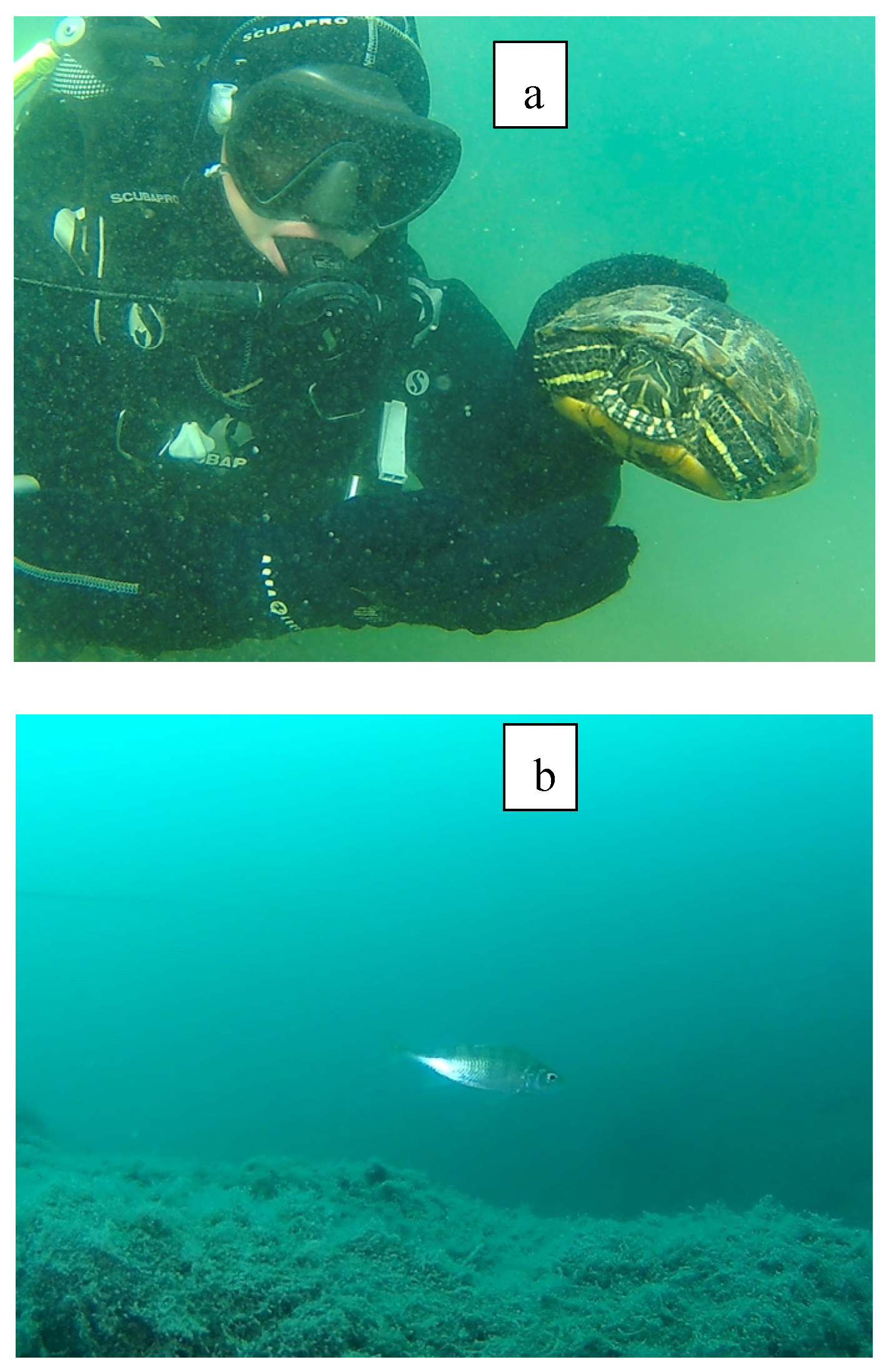 Preprints 106703 g004