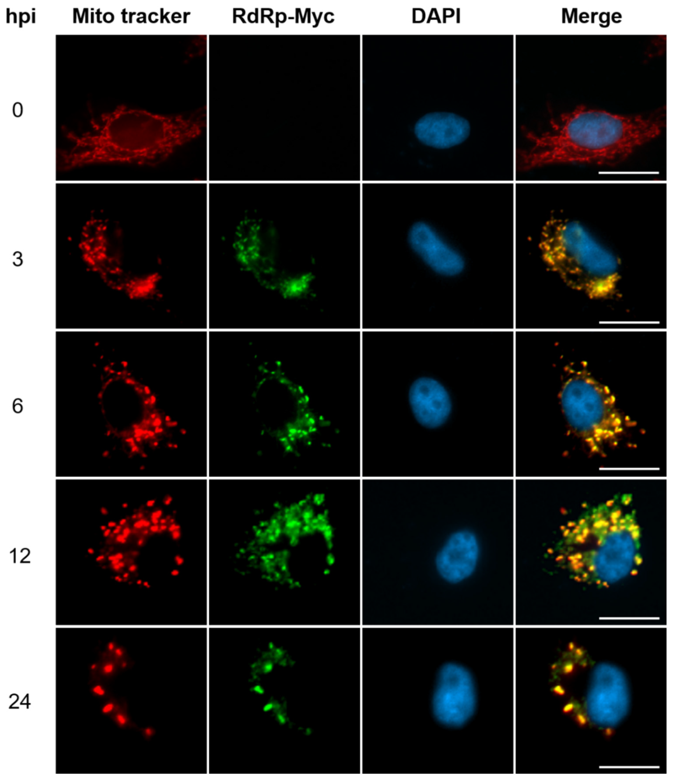 Preprints 194969 g001