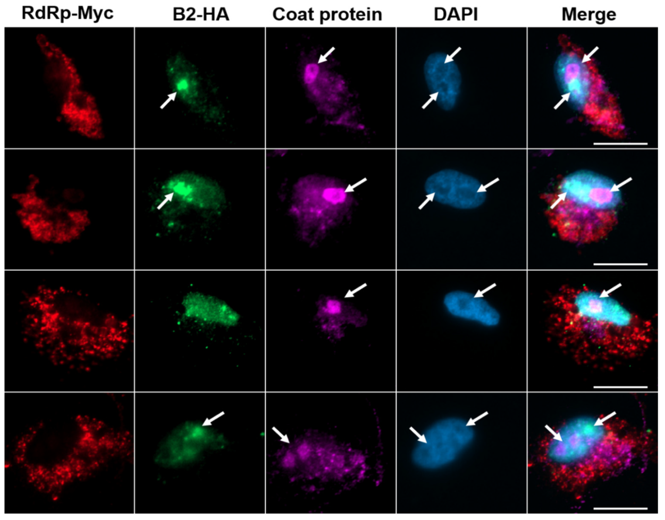 Preprints 194969 g003