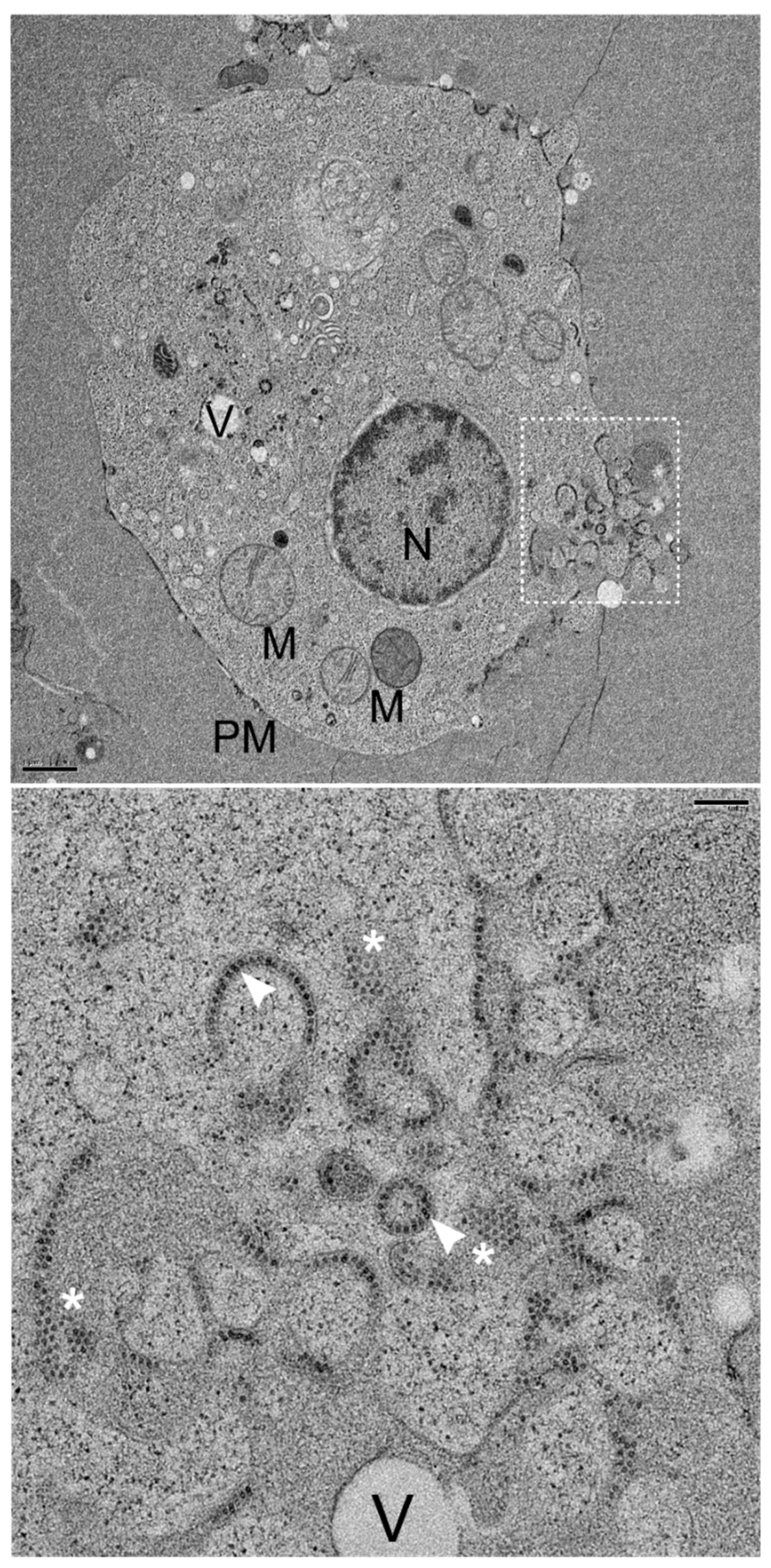 Preprints 194969 g005
