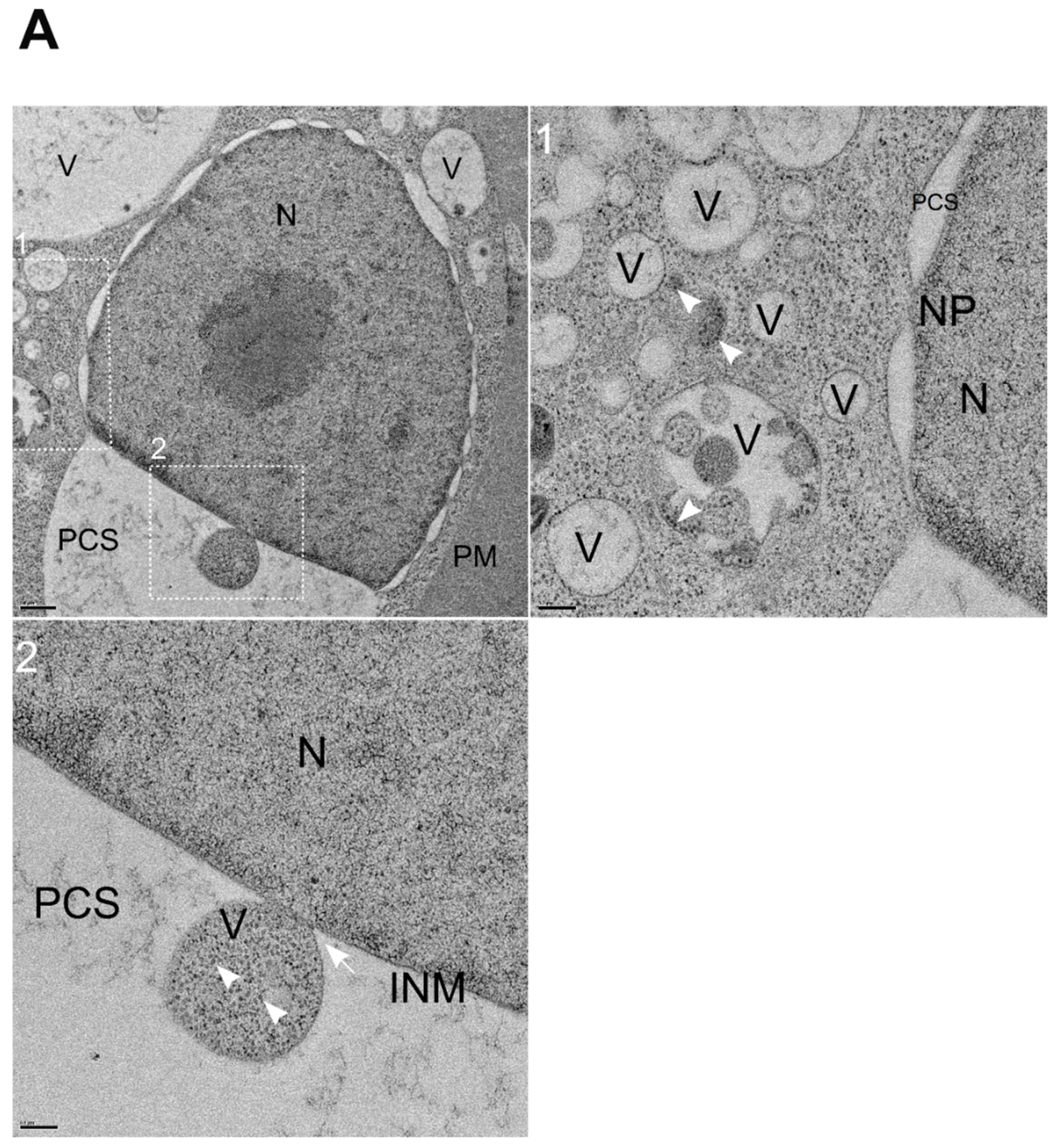 Preprints 194969 g006a